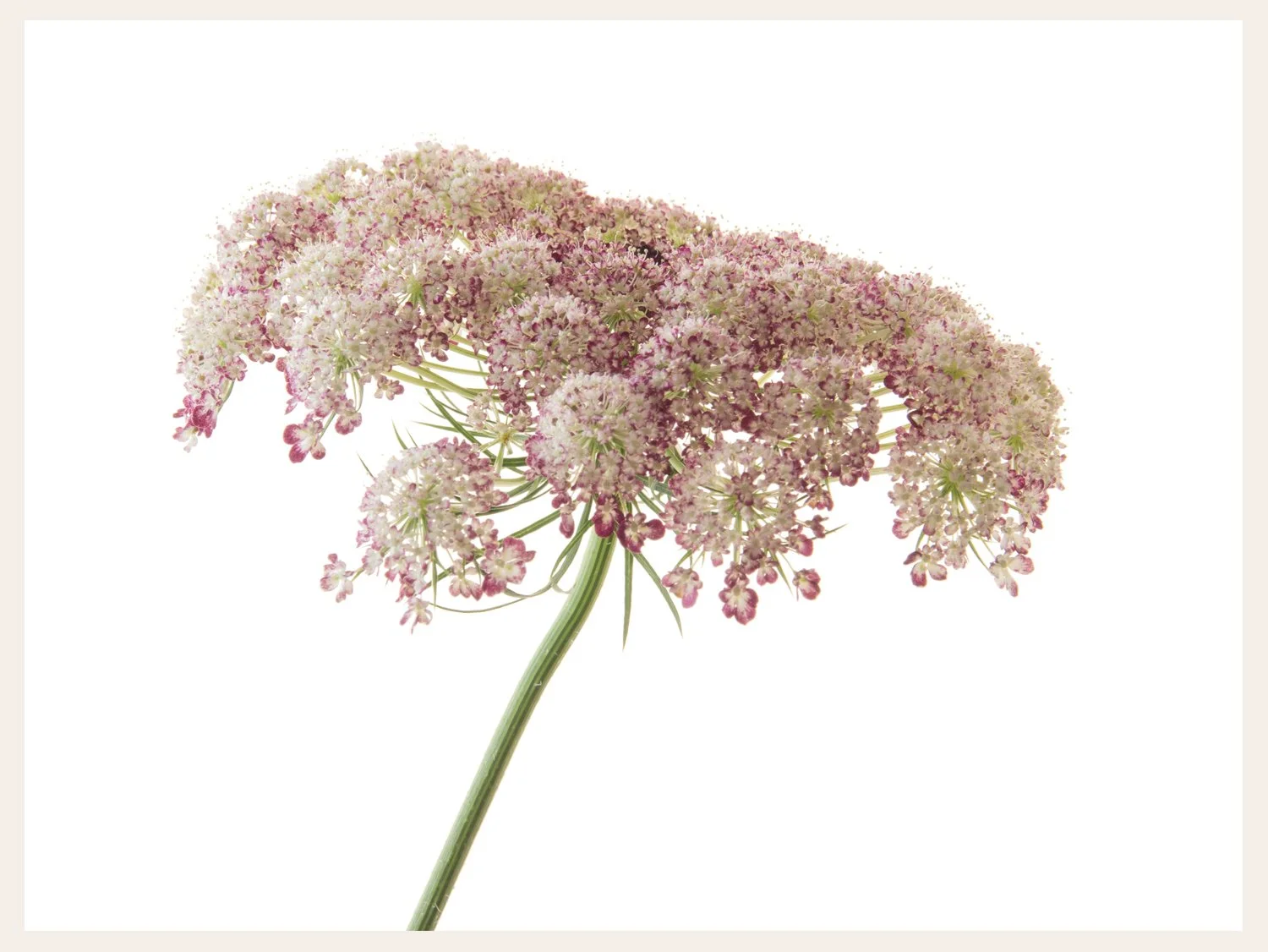 a single white and pink queen Anne's lace bloom photographed on a white background