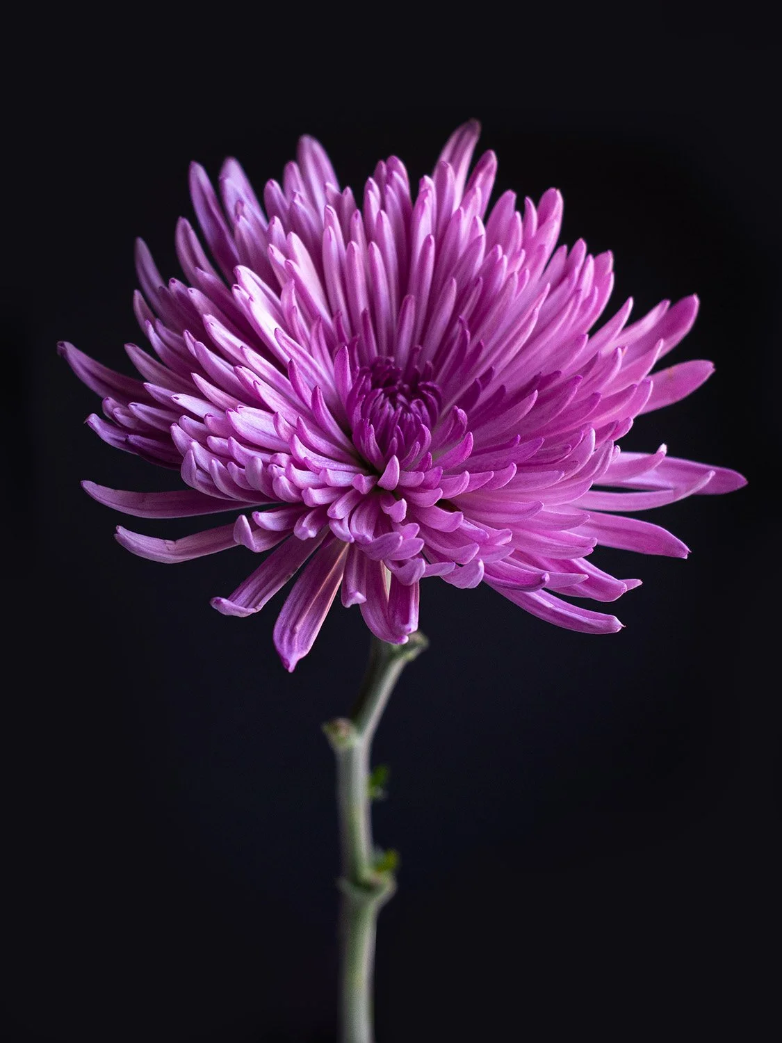 a single purple mum bloom photographed on a black background