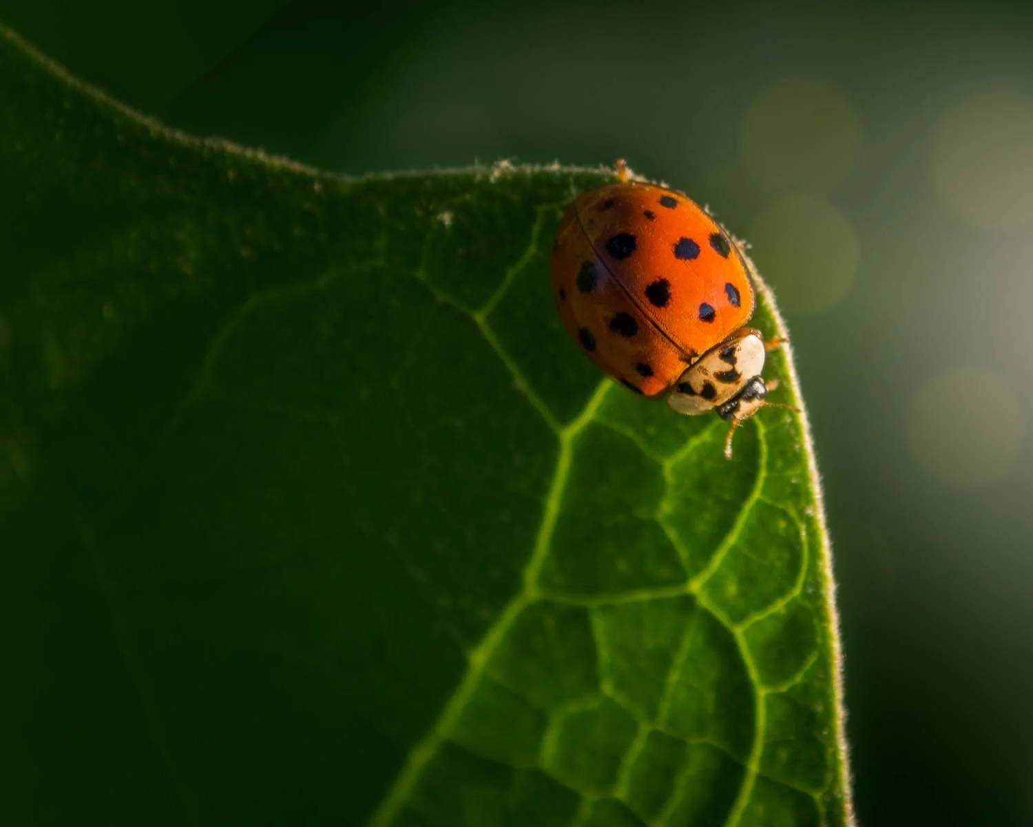 a red and black ladybug sitting on the edge of a green leaf with soft yellow light shining on it