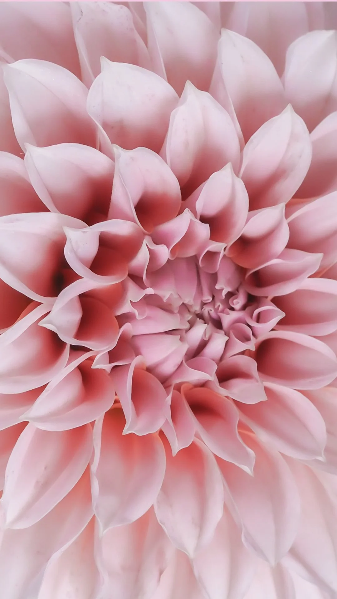 pink-dahlia-phone-background.jpg