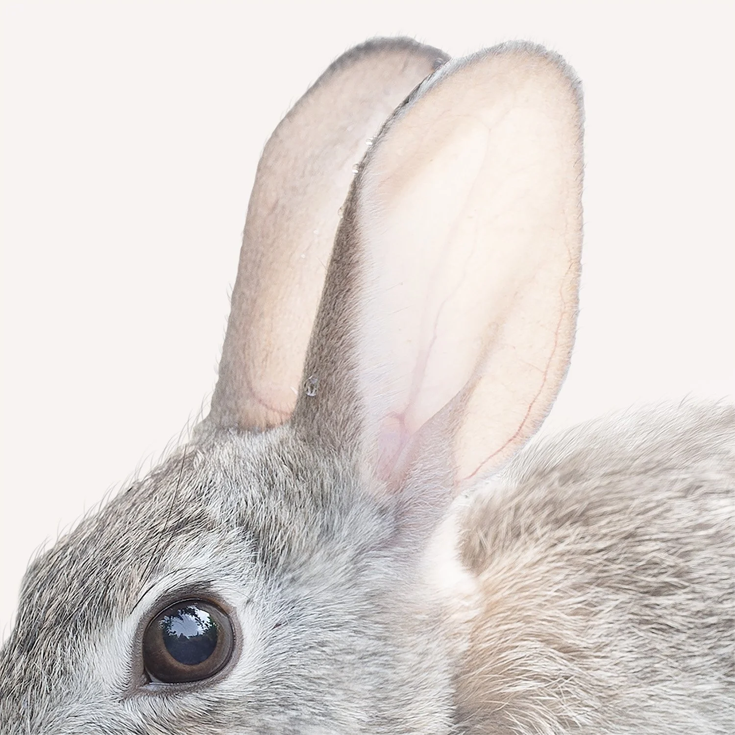Closeup portrait of rabbit with soft gray fur, brown eye and pink lined ears