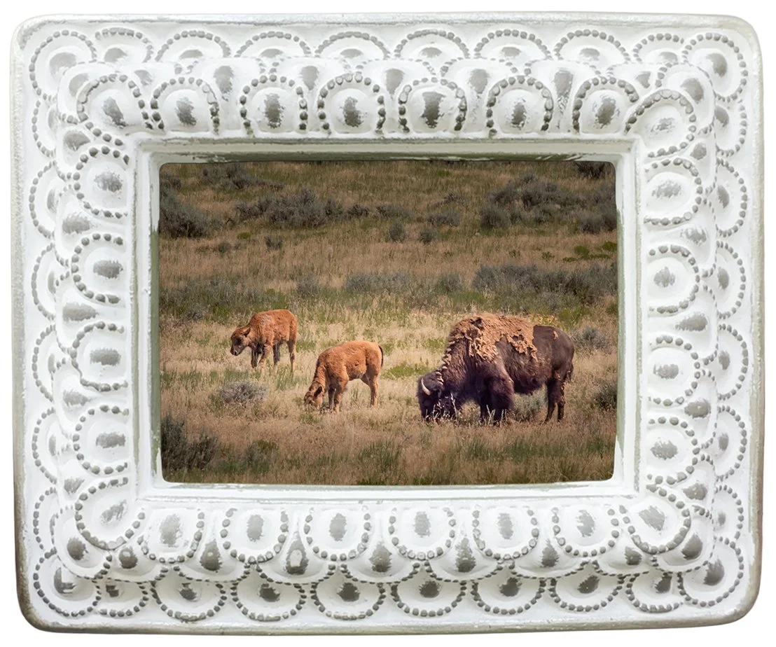sm-frame-bison.jpg