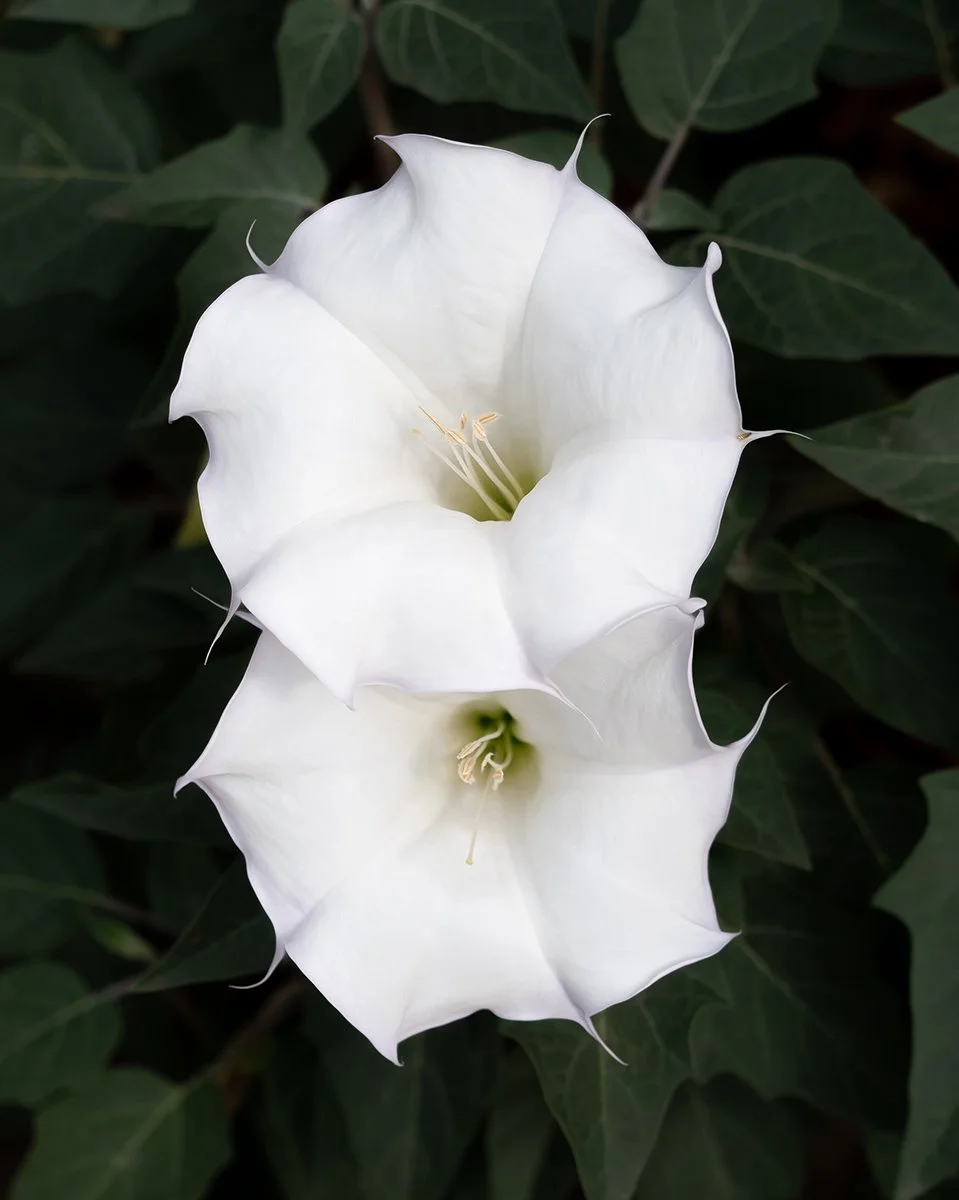 Close-up of a white, trumpet-shaped flower with dark green leaves in the background.