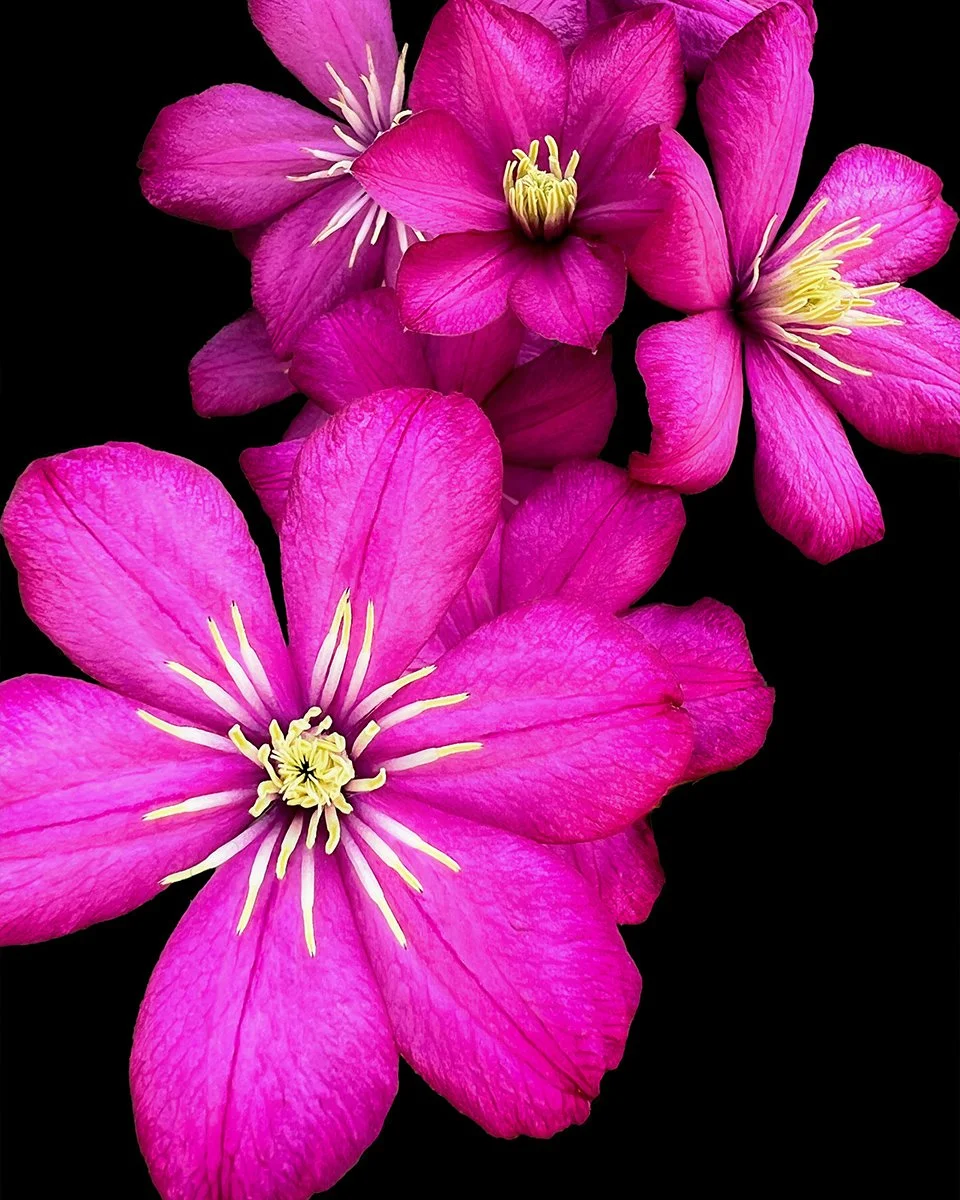 Clematis Bloom Print