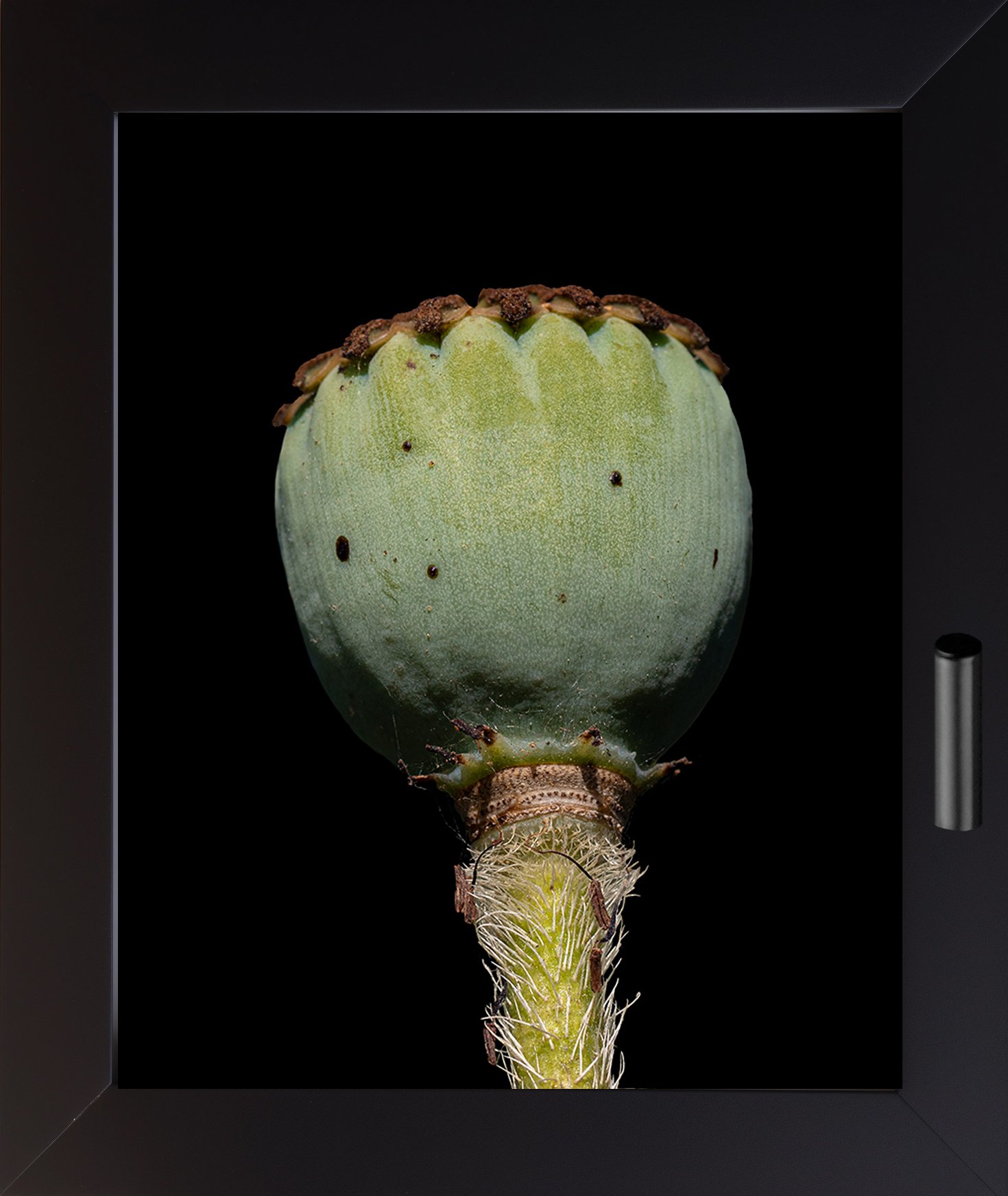 Poppy Pod and Bloom Showcase