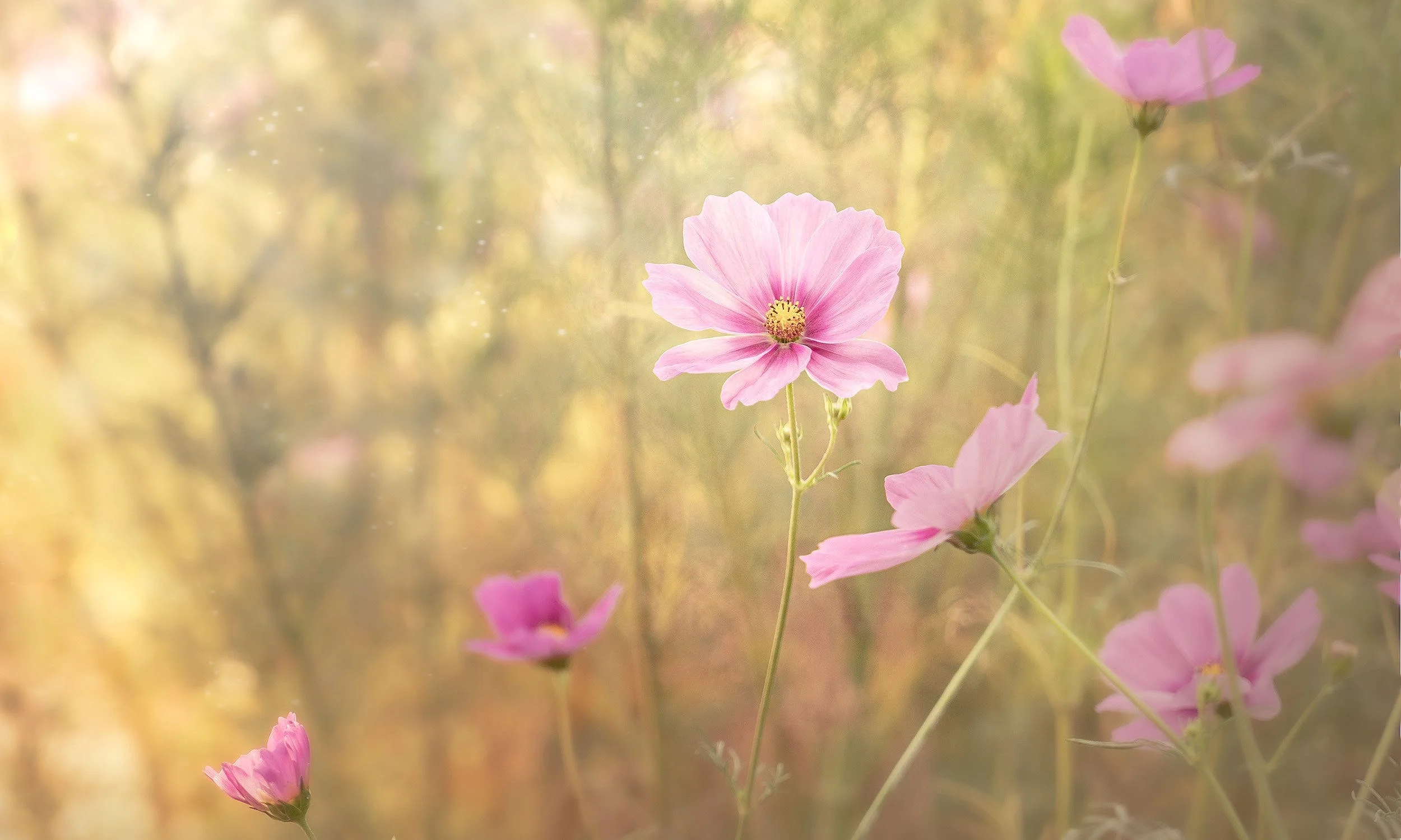 Close-up of pink cosmos flowers with a blurred natural background, during daytime.