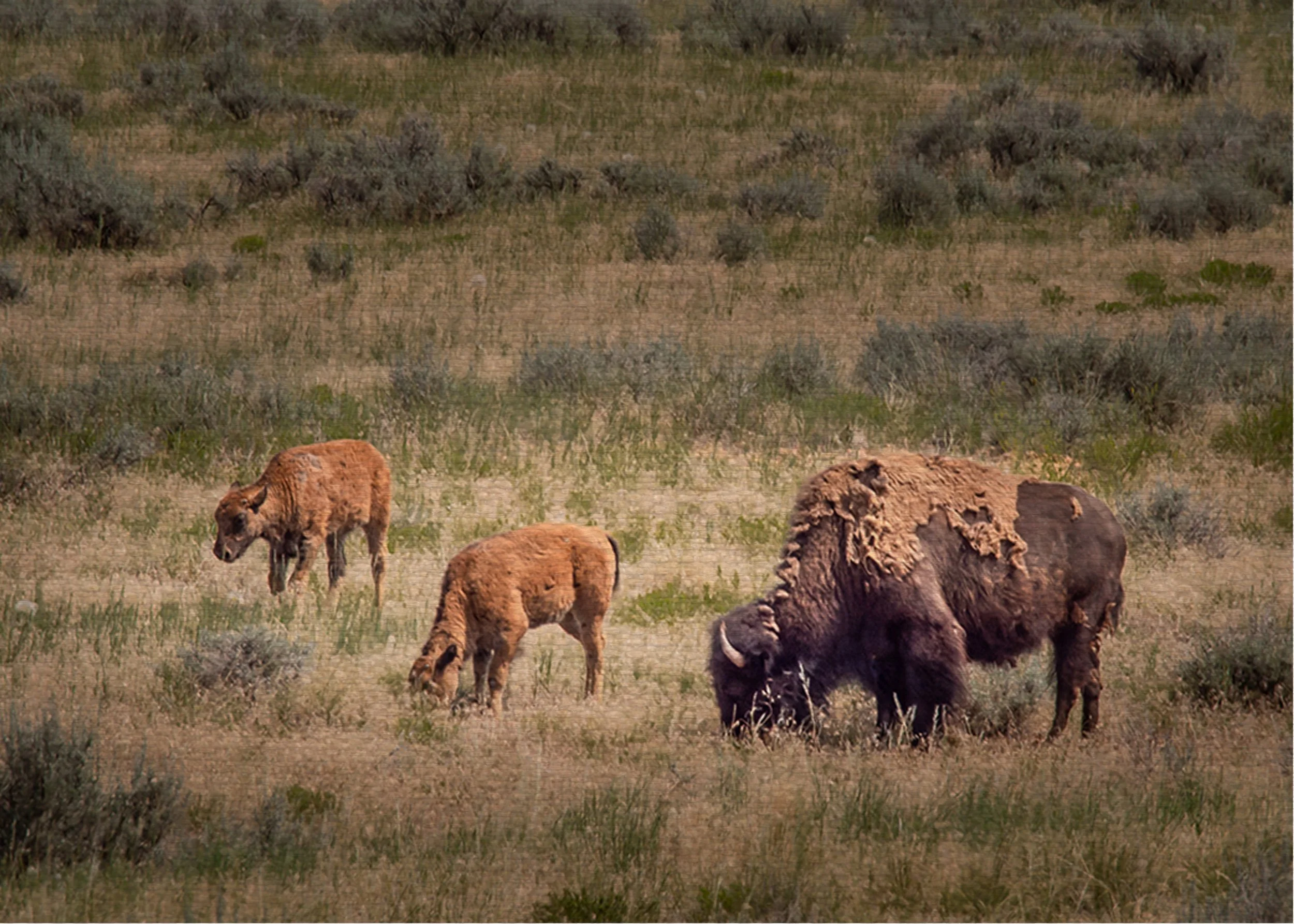 Bison and Calves