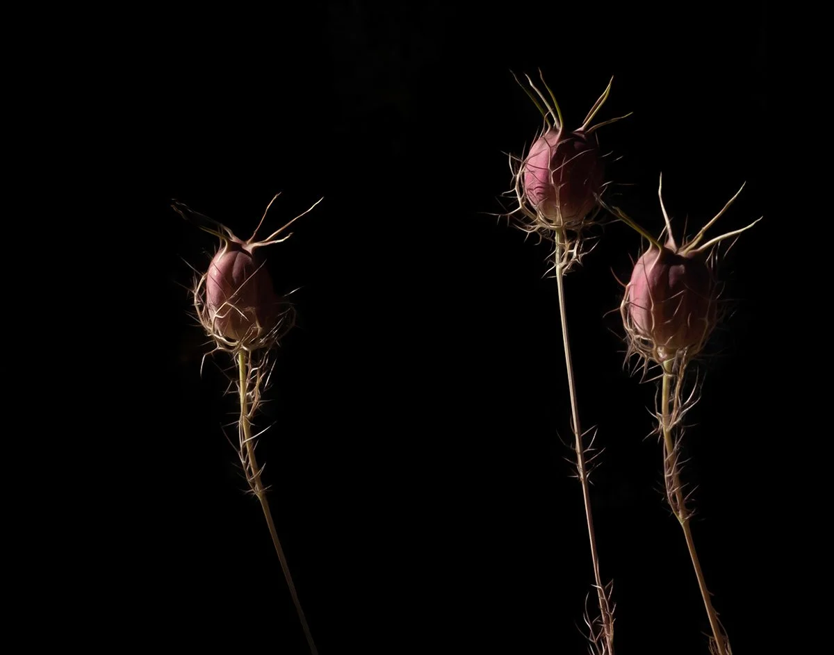 Three pink rose hips with spiky stems against a black background.