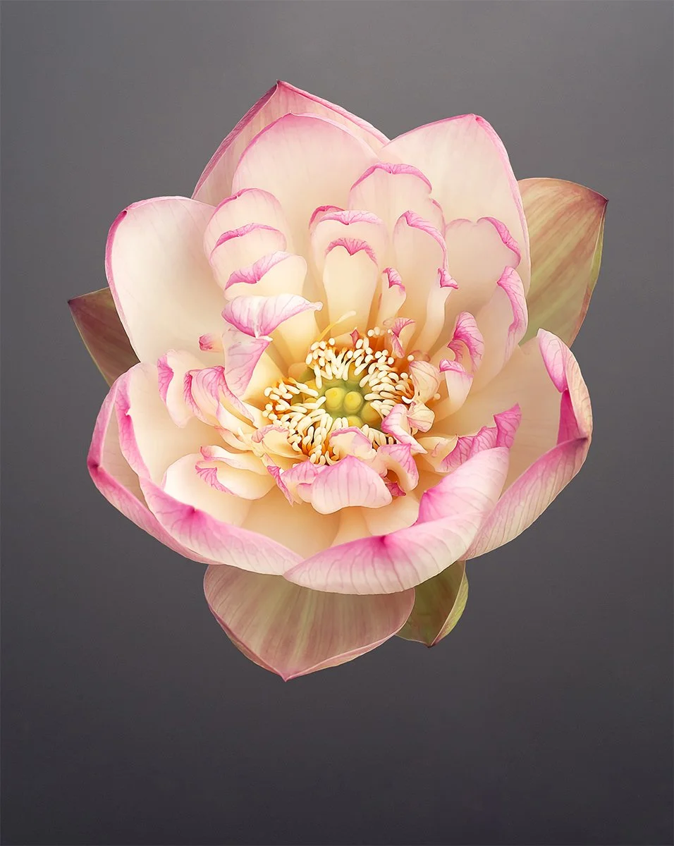 Lotus Bloom Print