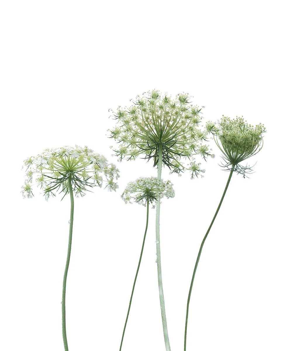 Three white flowering Queen Annes Lace with long green stems against a white background.