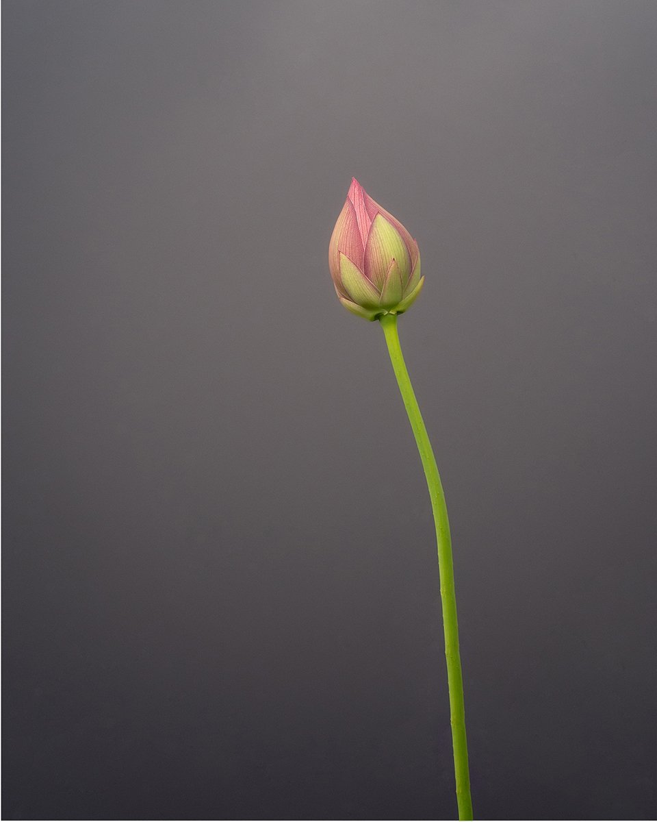 A single pink and green lotus bud on a long green stem against a plain gray background.