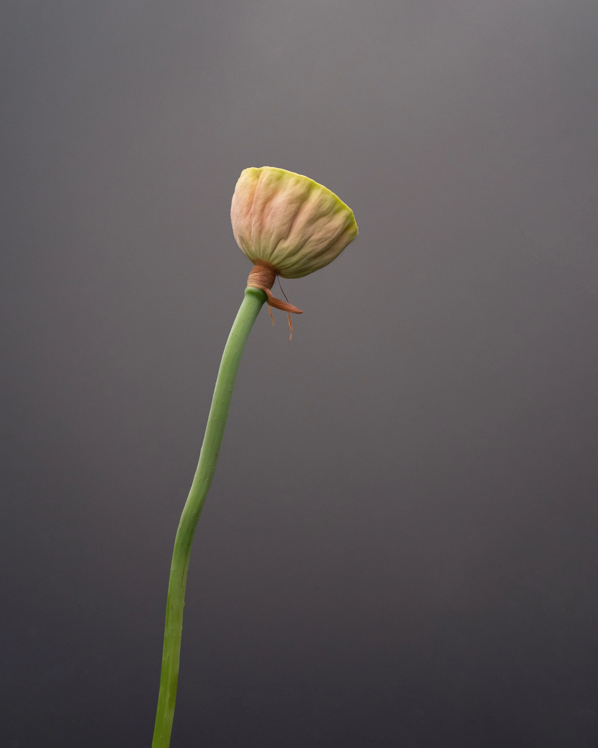 A close-up of a withered green and pink lotus flower bud on a long, thin green stem against a gray background.