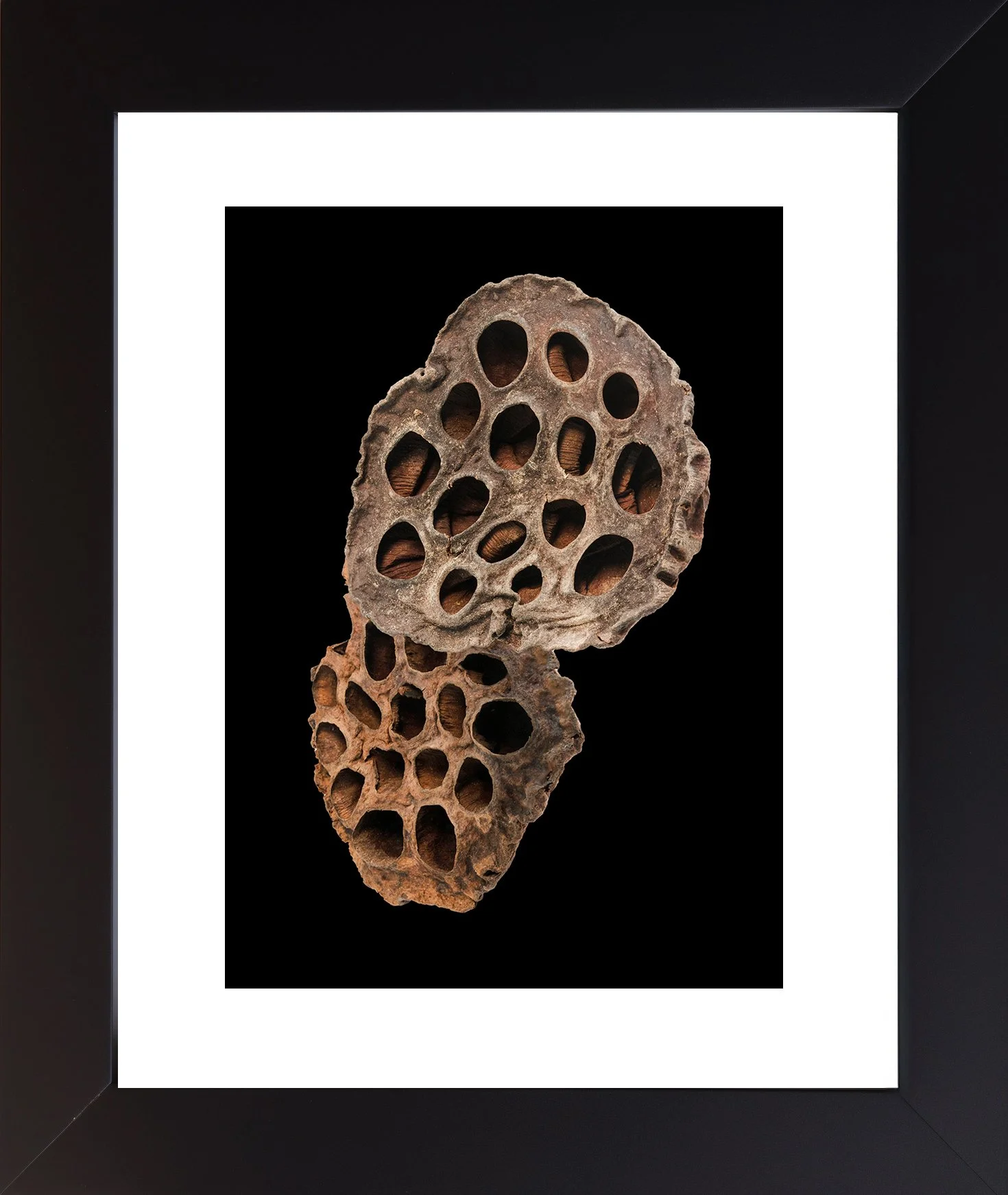 Single Dried Lotus Pod Framed  Print