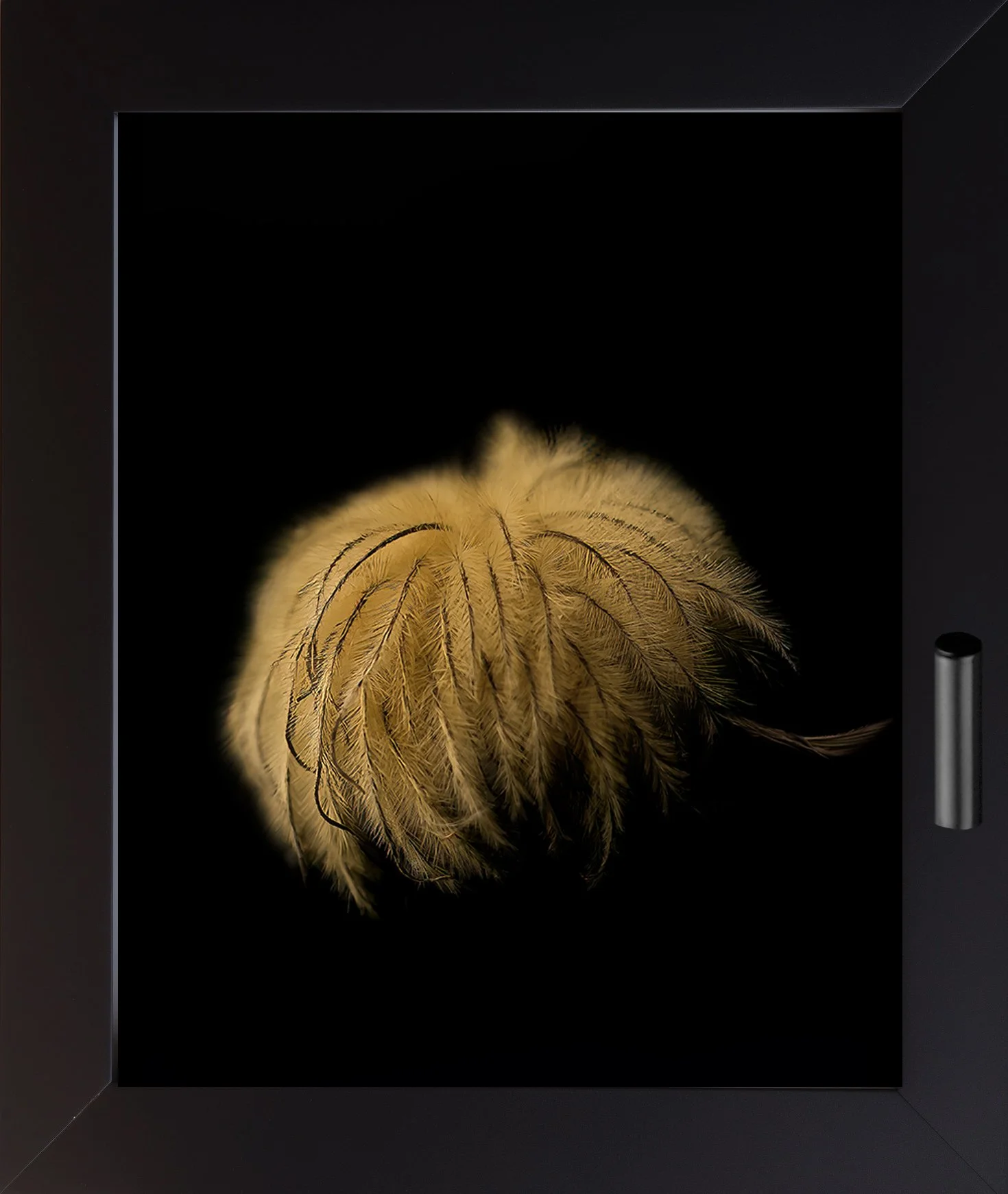 Clematis Pod and Bloom Showase