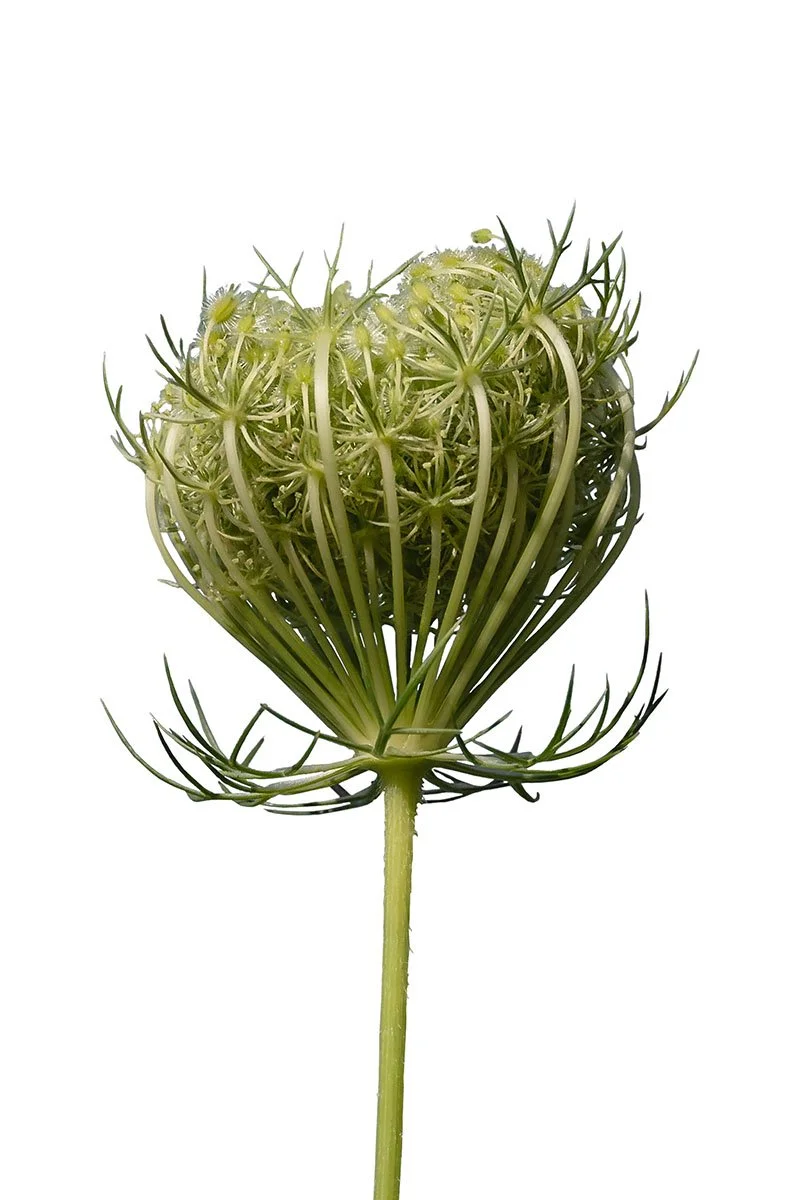 Queen Anne's Lace Seed Pod Print