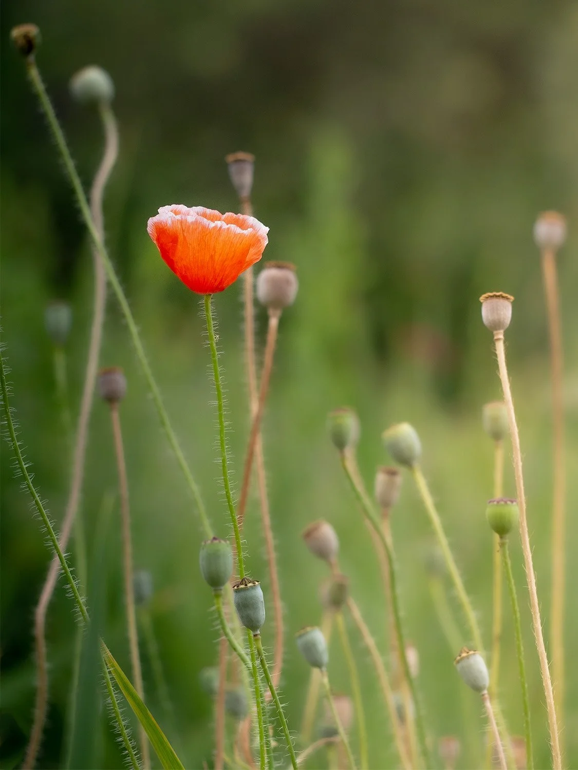 a single orange poppy bloom in a field of poppy seed pods
