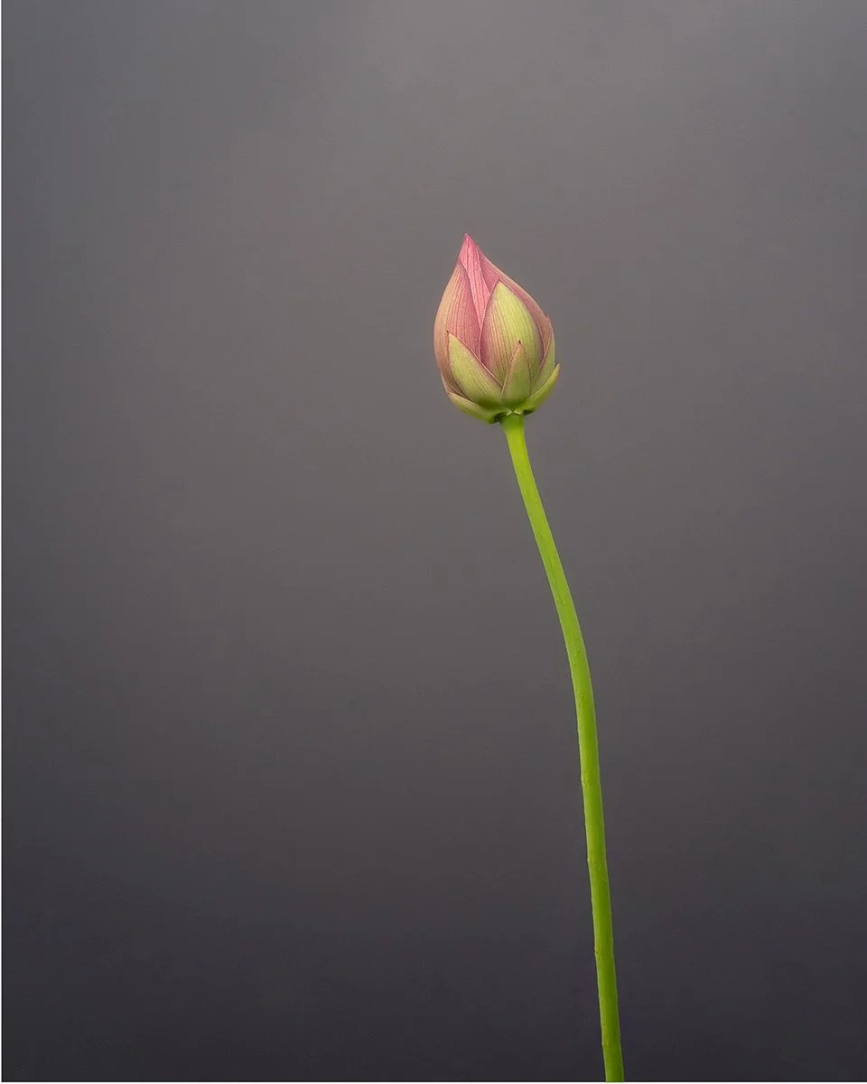 Single Lotus Bud Print