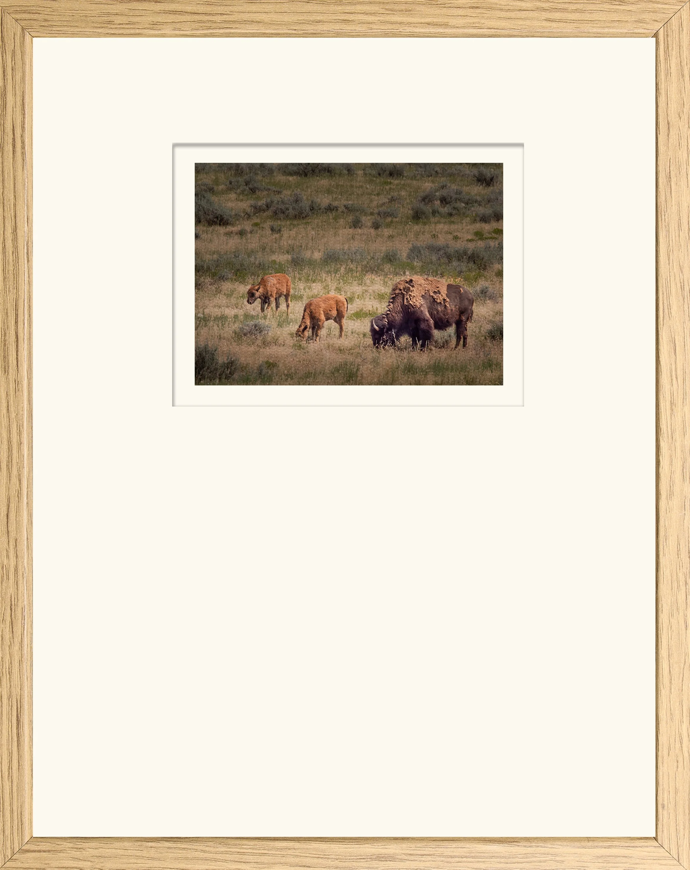 print-lg mat-bison-calves.jpg