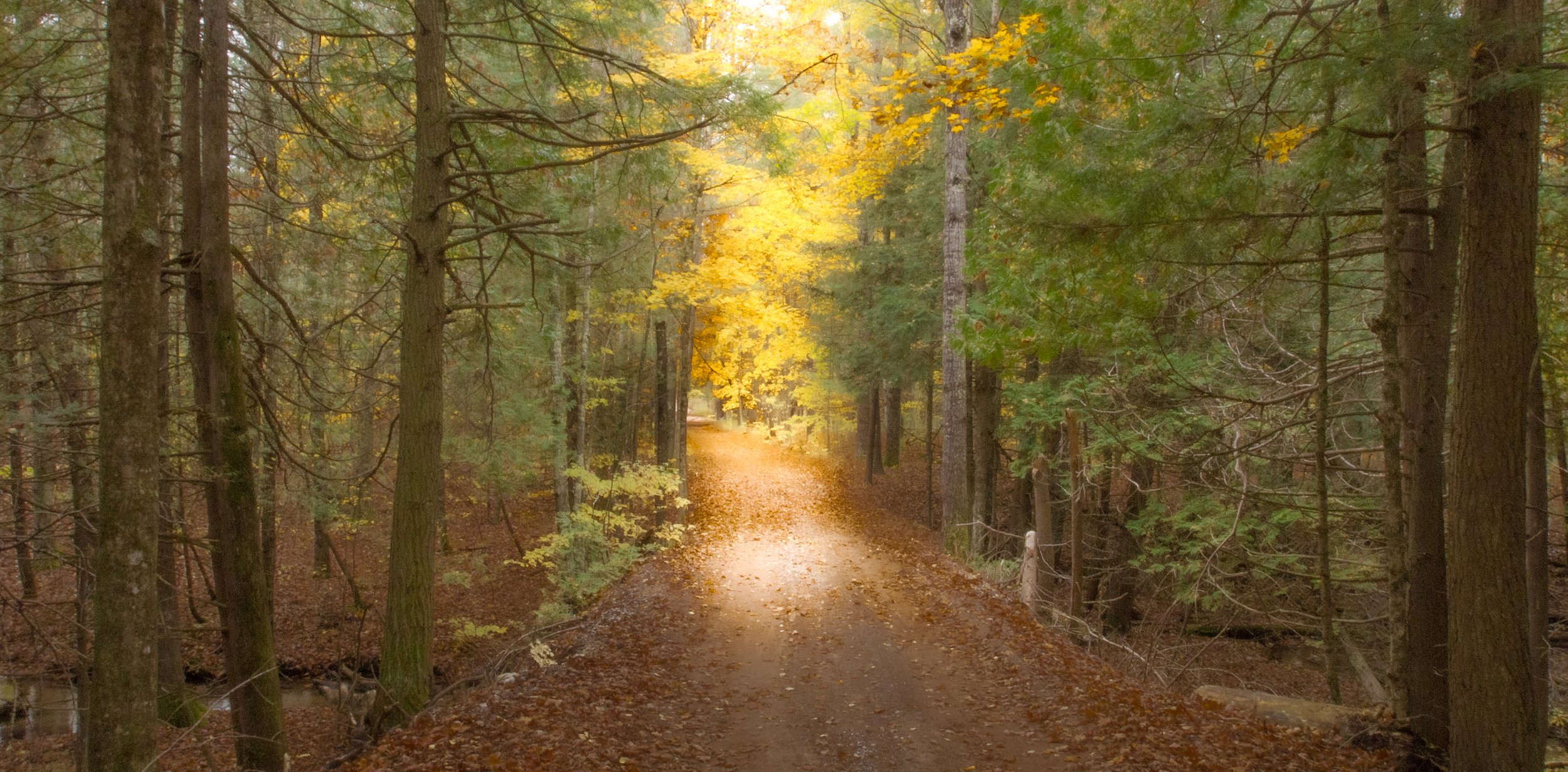 a dirt road lined with fall trees and golden leaves in the center where sunlight spills through and lights the leaves and ground