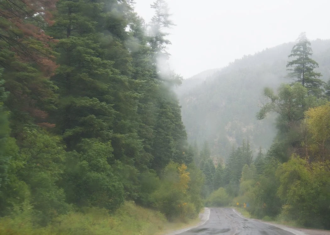 A road with tall trees lining both sides with a fog in the distance.