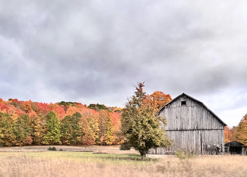 A field with a gray barn and green orange and red autumn trees in the background