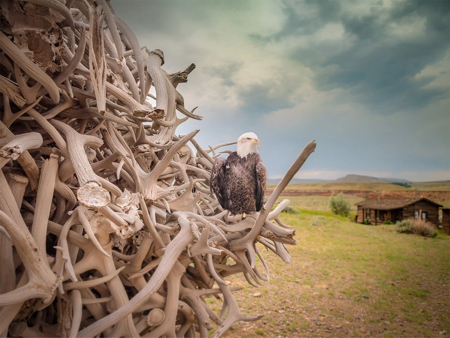 an eagle perched on a pile of antlers with a cabin and sky with puffy white clouds in the background