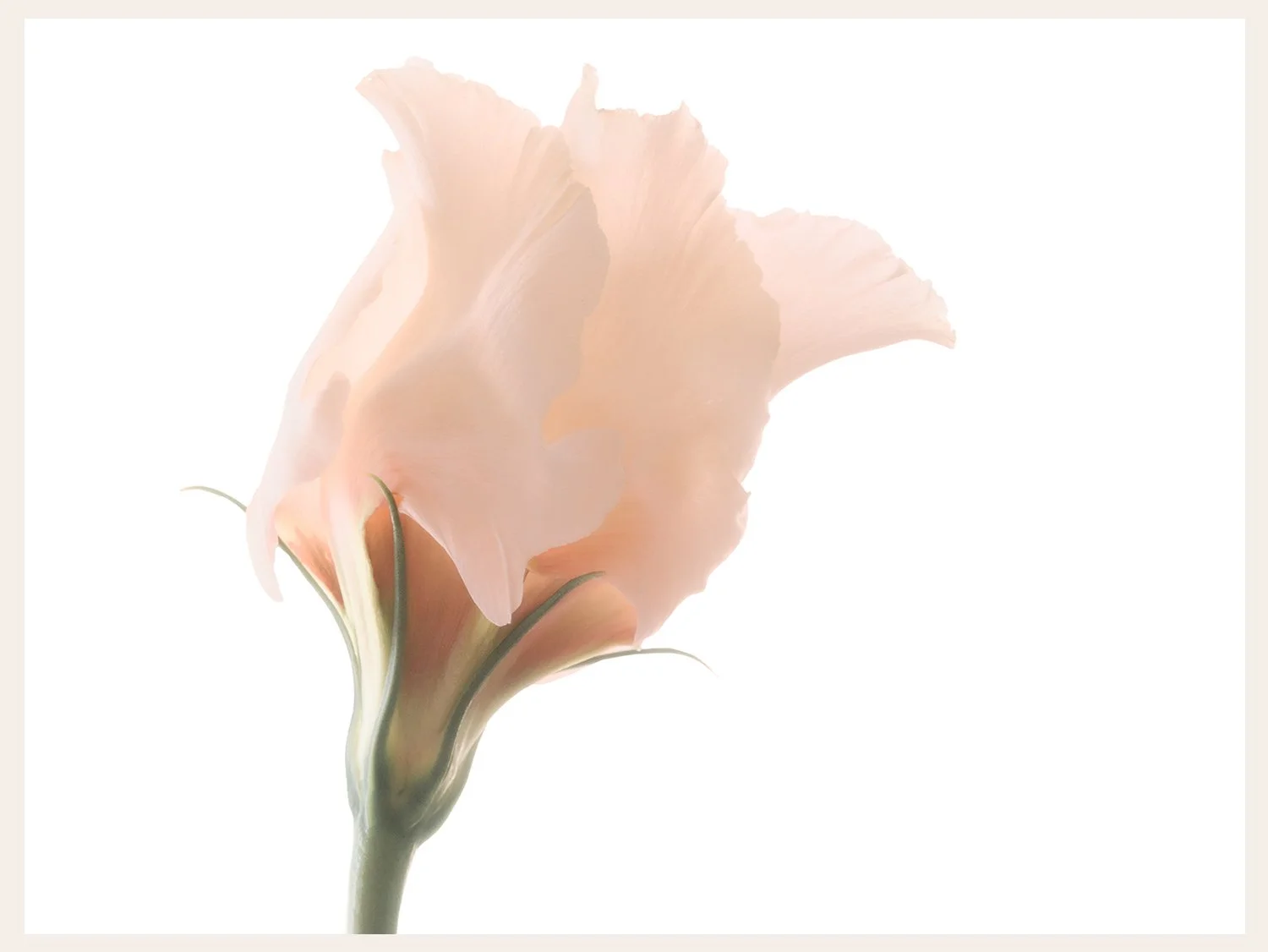 a single pale peach rose bloom photographed on a white background