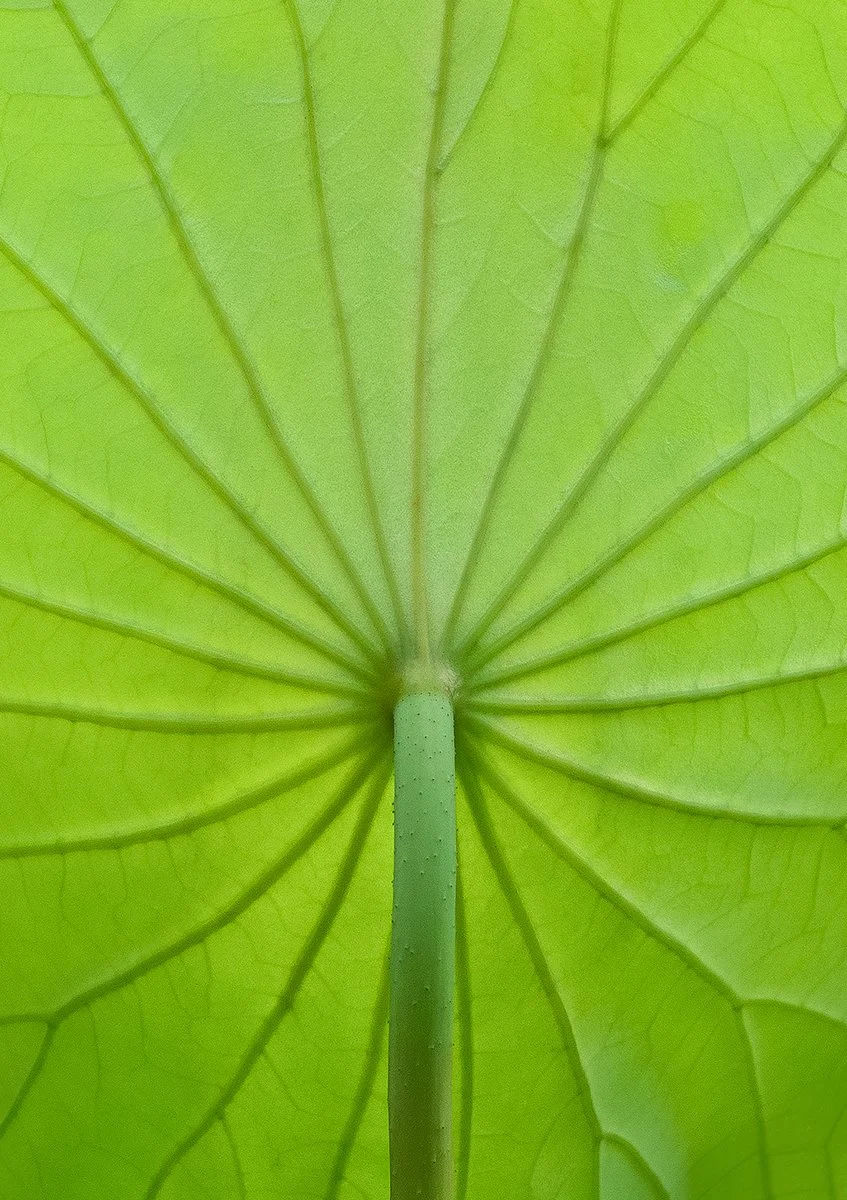 Lotus Leaf Print