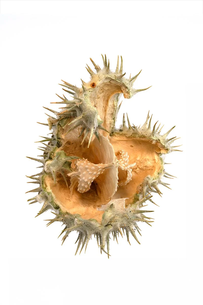 Moonflower Seed Pod Print