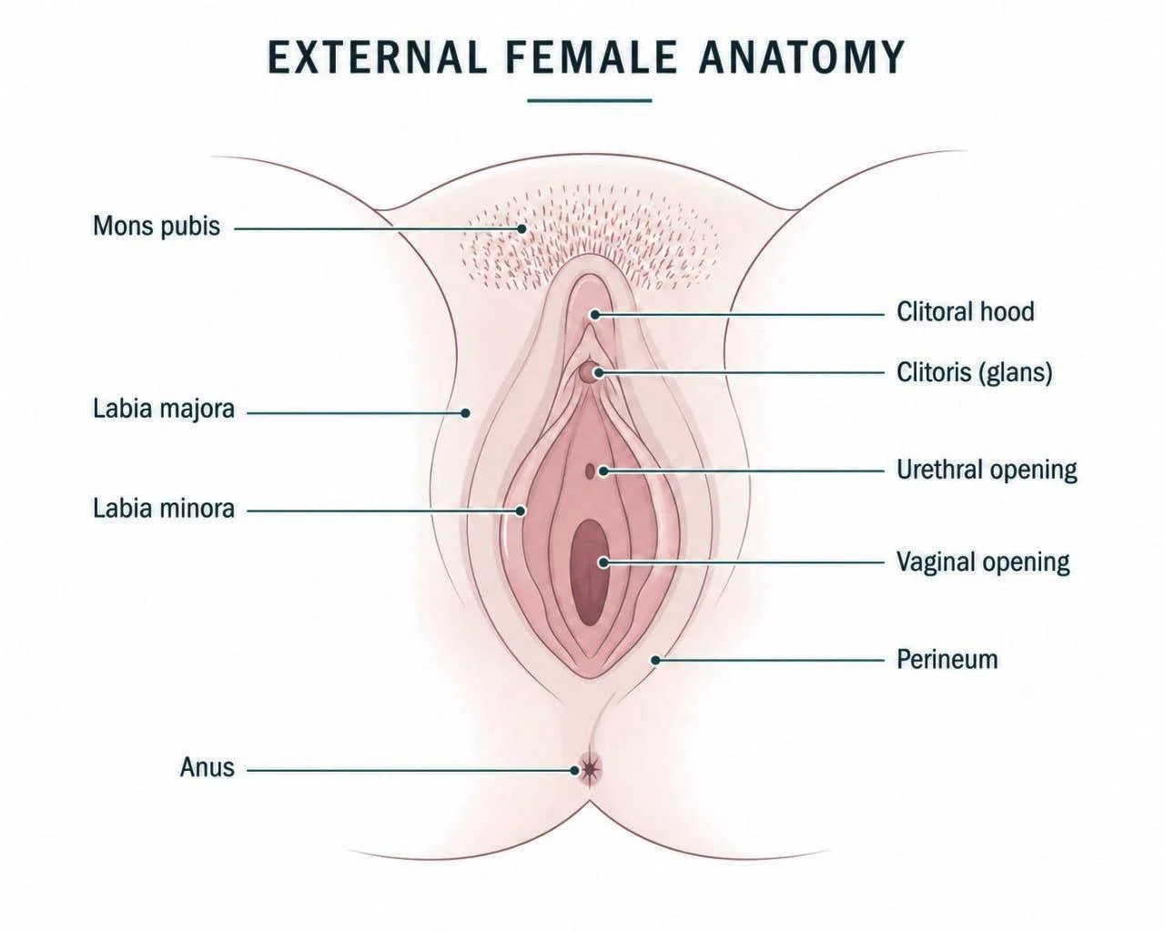 Medical education diagram of external female anatomy, highlighting the clitoral hood and glans clitoris — key structures involved in clitoral adhesions. Used for educational purposes on the Ova Women's Health pelvic health blog.