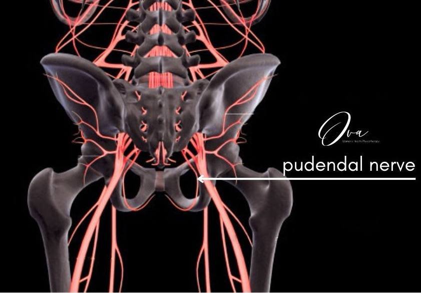 pudendal neuralgia diagram, pelvic nerve pain, pelvic floor physiotherapy Burnaby