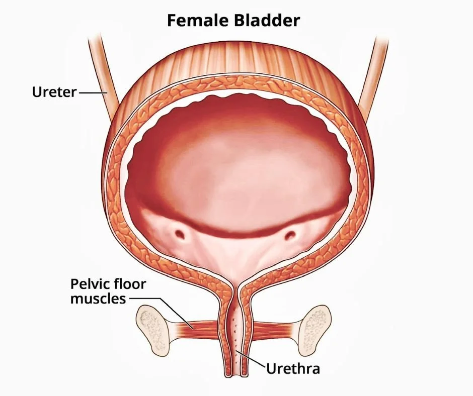 Urinary Urgency and Frequency — Ova Women's Health Clinic
