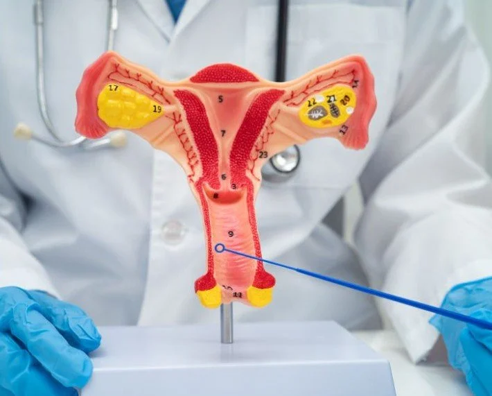 Diagram demonstrating how pelvic floor muscles lengthen and relax during sexual intercourse and contribute to vaginal tone, sensation, and coordination.