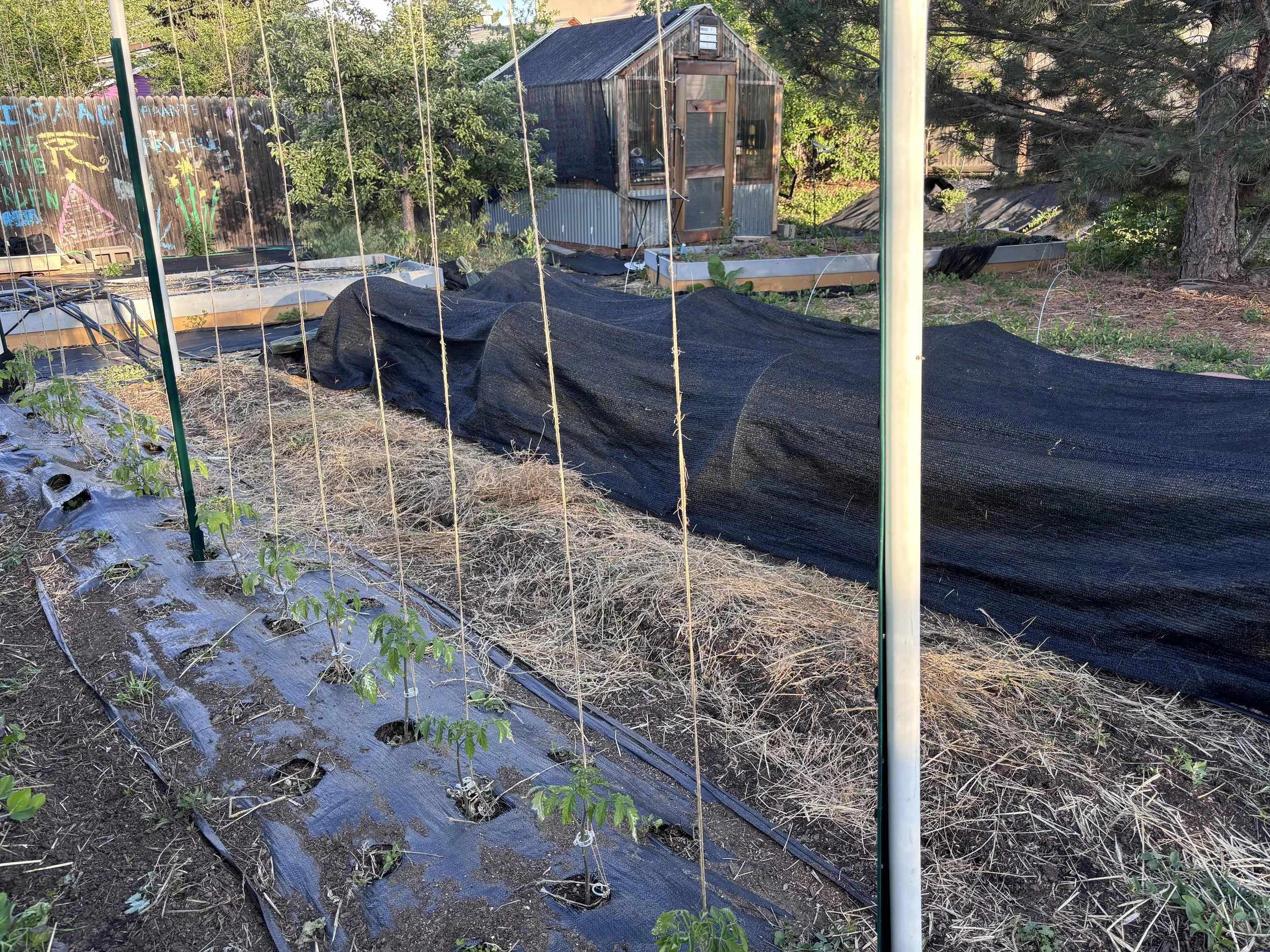 Tomatoes Should Be $100 a Pound
