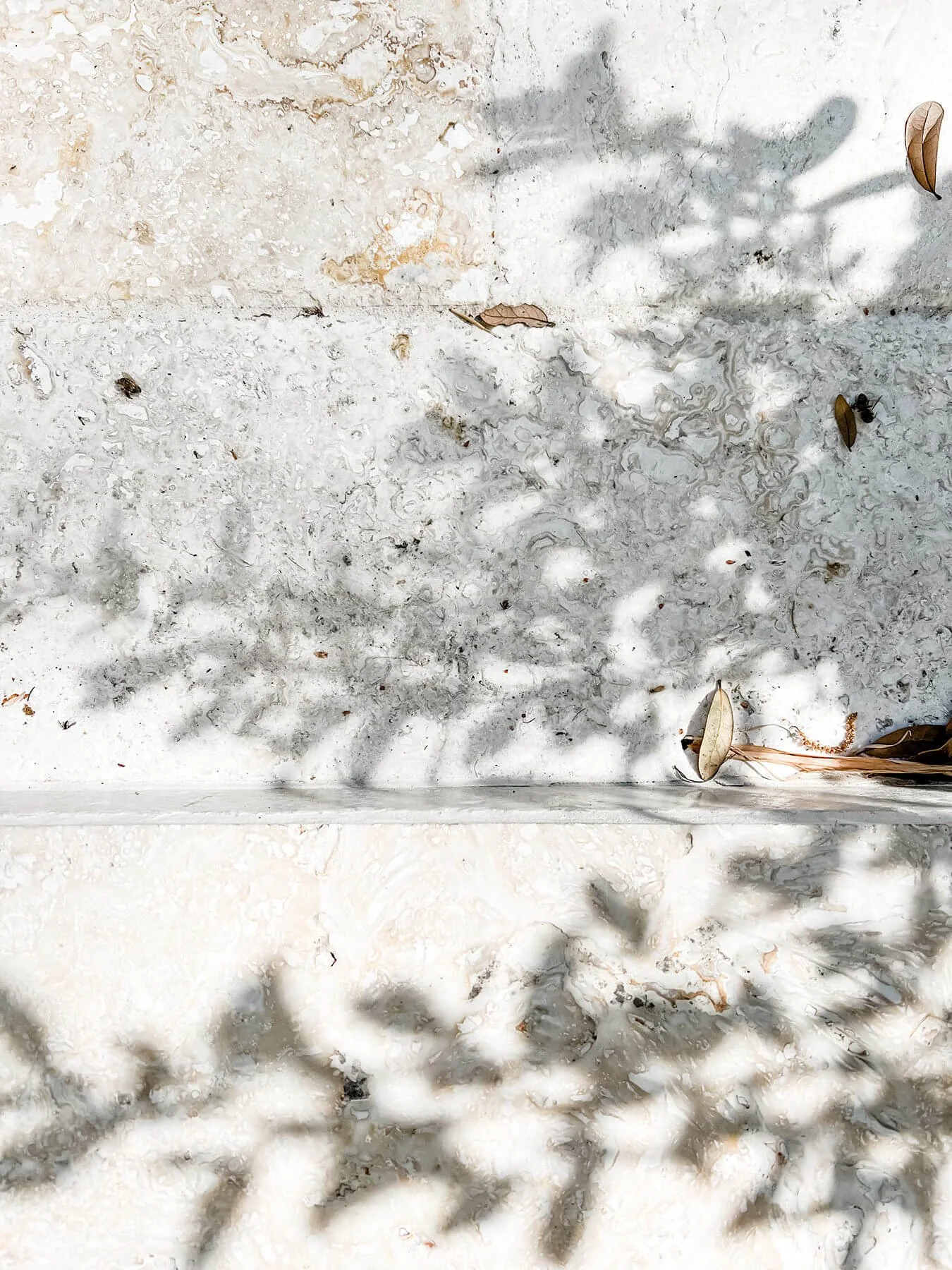 Textured concrete surface with dried leaves and floral shadows reflecting on it from the sun