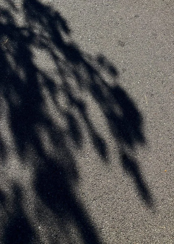 Botanical leaf shadows on concrete reflection from dating confident coach