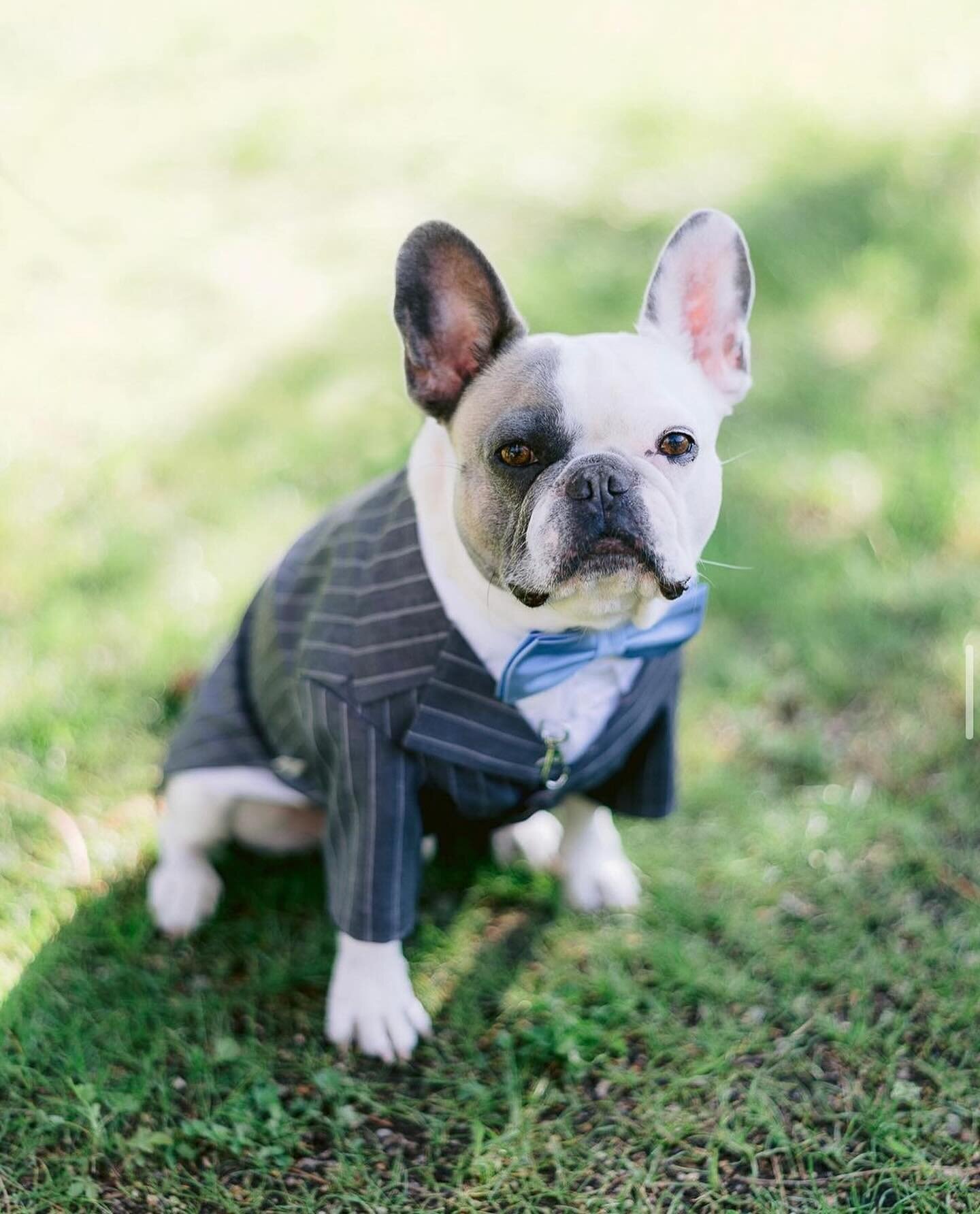 Is there anything cuter than a dog in a suit at a wedding?!

Follow the link in the bio to see 4 wonderful weddings trends we saw in 2023 that we hope to see repeated in the 2024 wedding season.

What are your favourite wedding trends? Let me know in