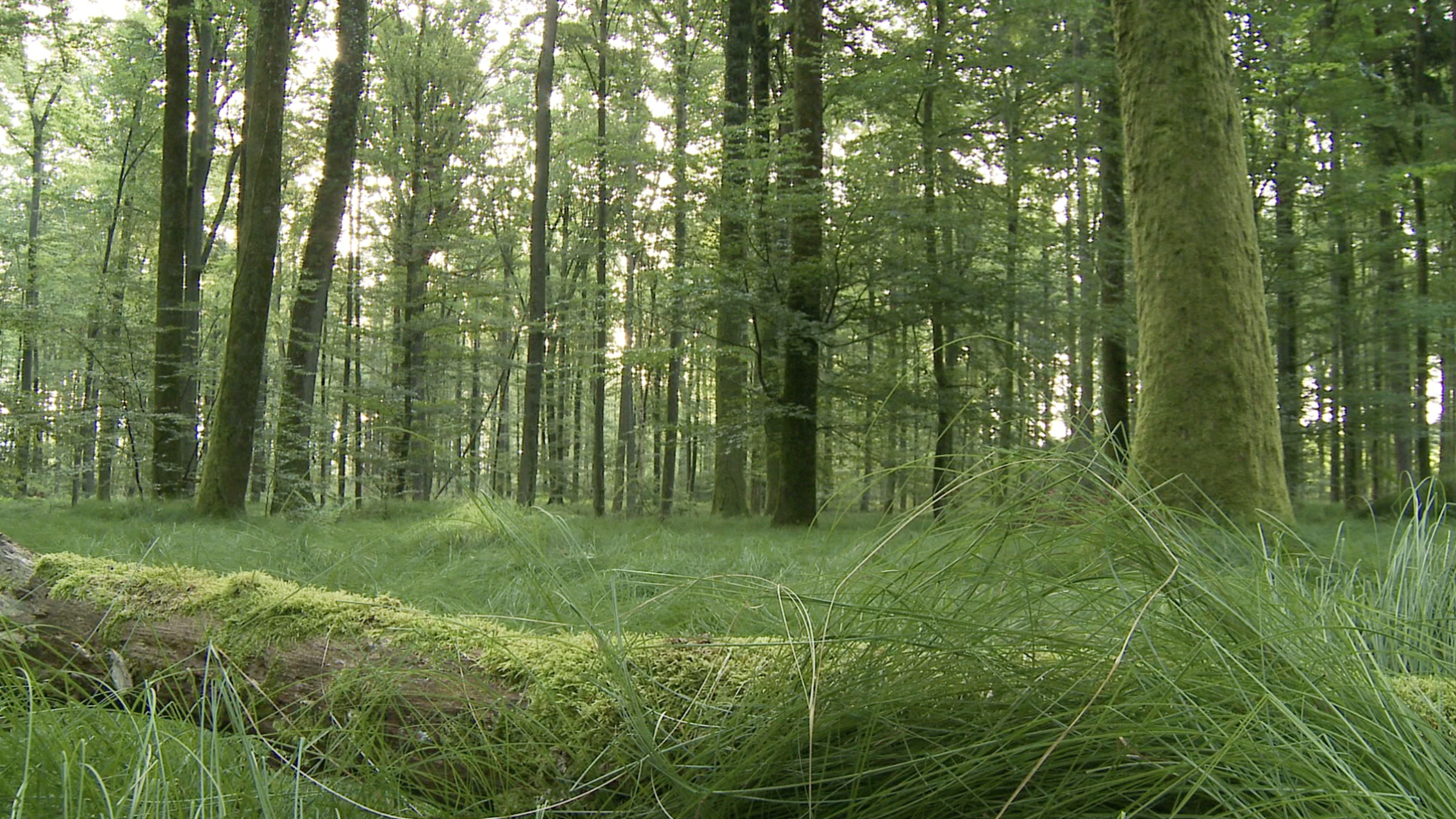 video-still-large.png