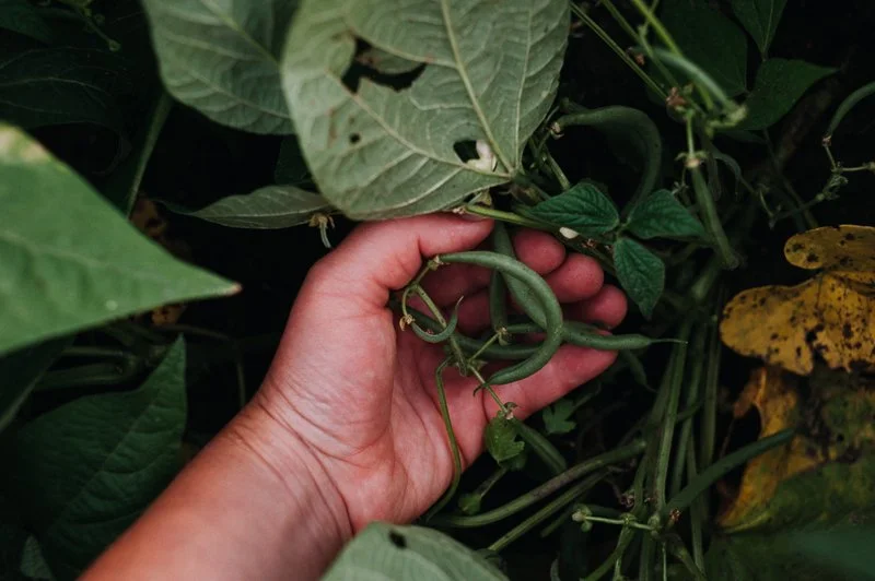 A person's hand holding a small, green, unripe bean pod amidst green leaves in a garden.