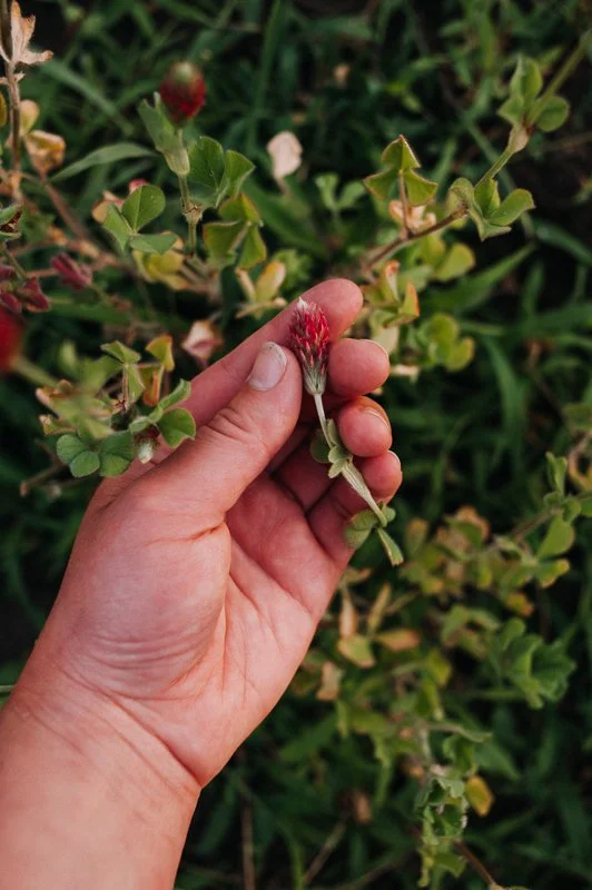 A person's hand holding a red clover flower among green foliage.