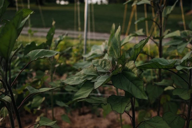 Close-up of green and variegated leaves on plants in a garden or farm bed.