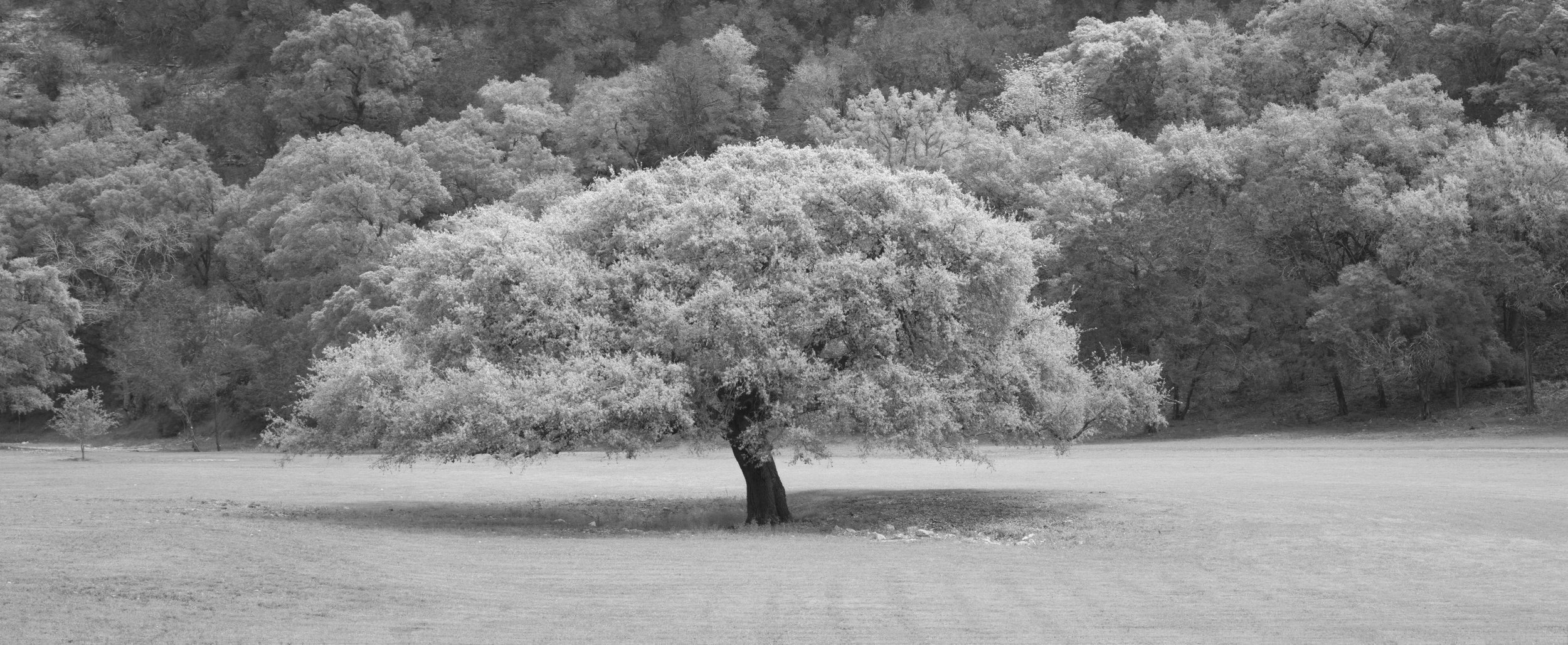 live-oak-tree-in-the-texas-hill-country-2021-08-26-18-19-21-utc.jpg