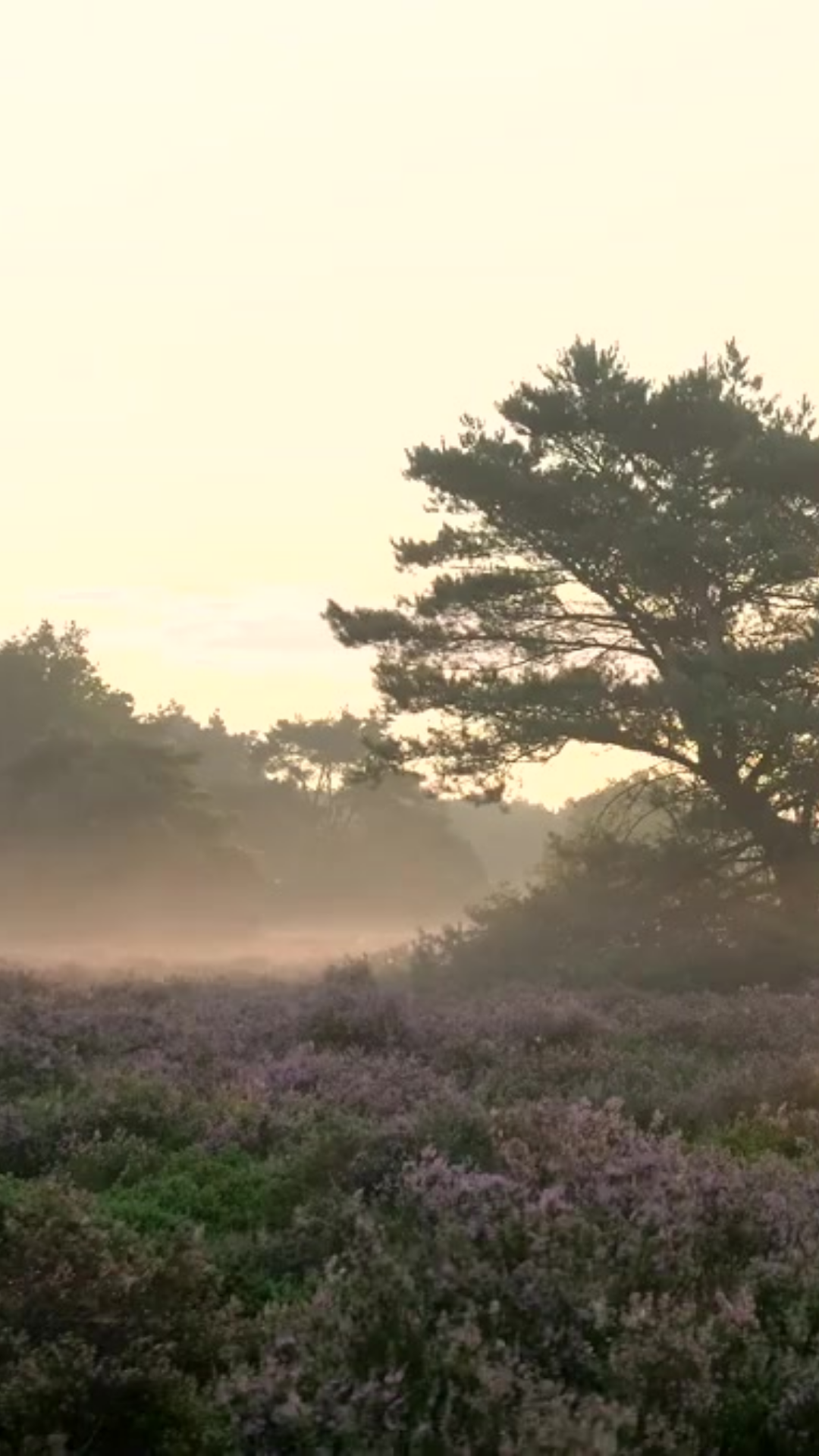 MOBILE - Renewal Tattooing.png