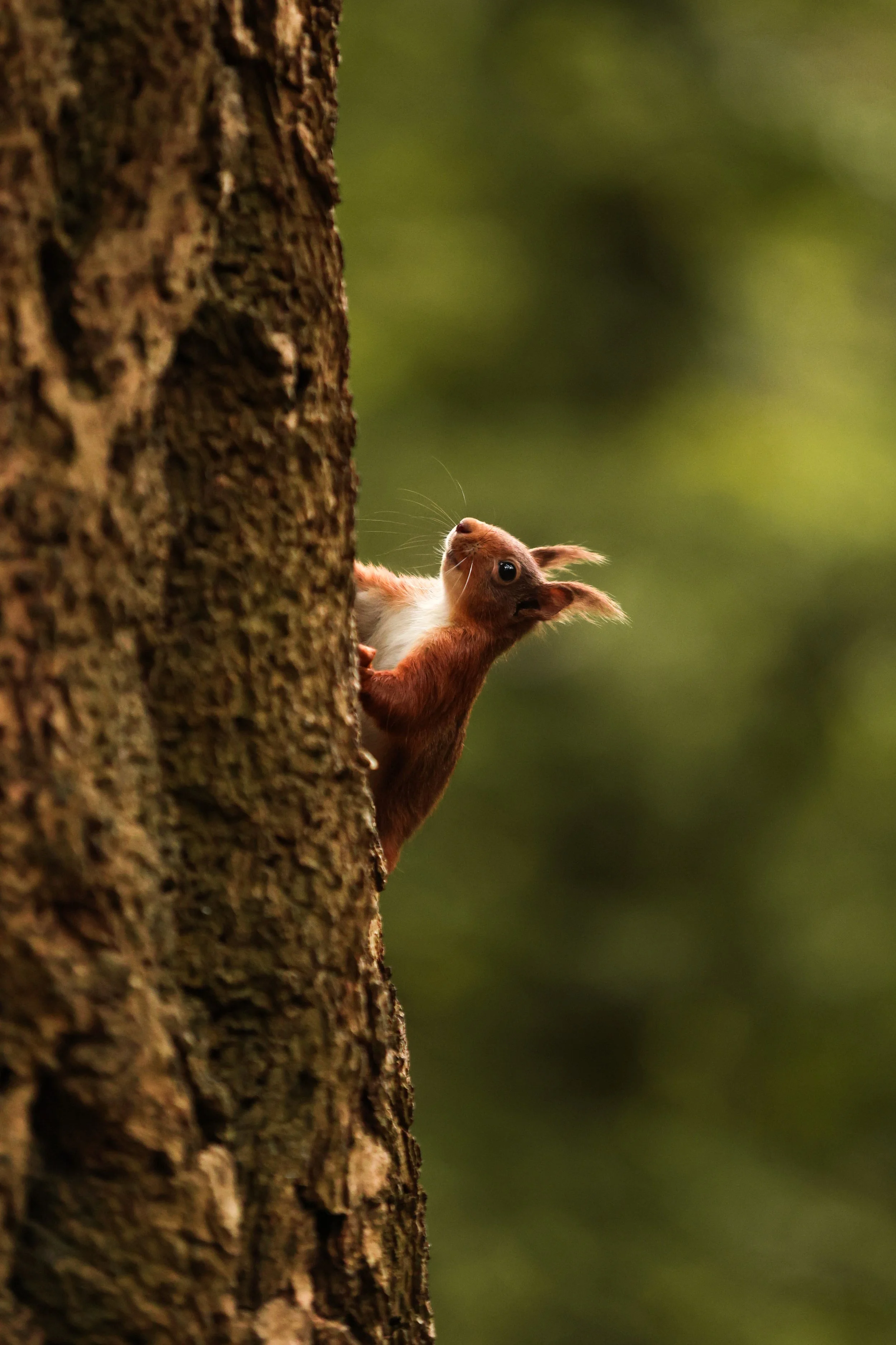Animals & Wildlife