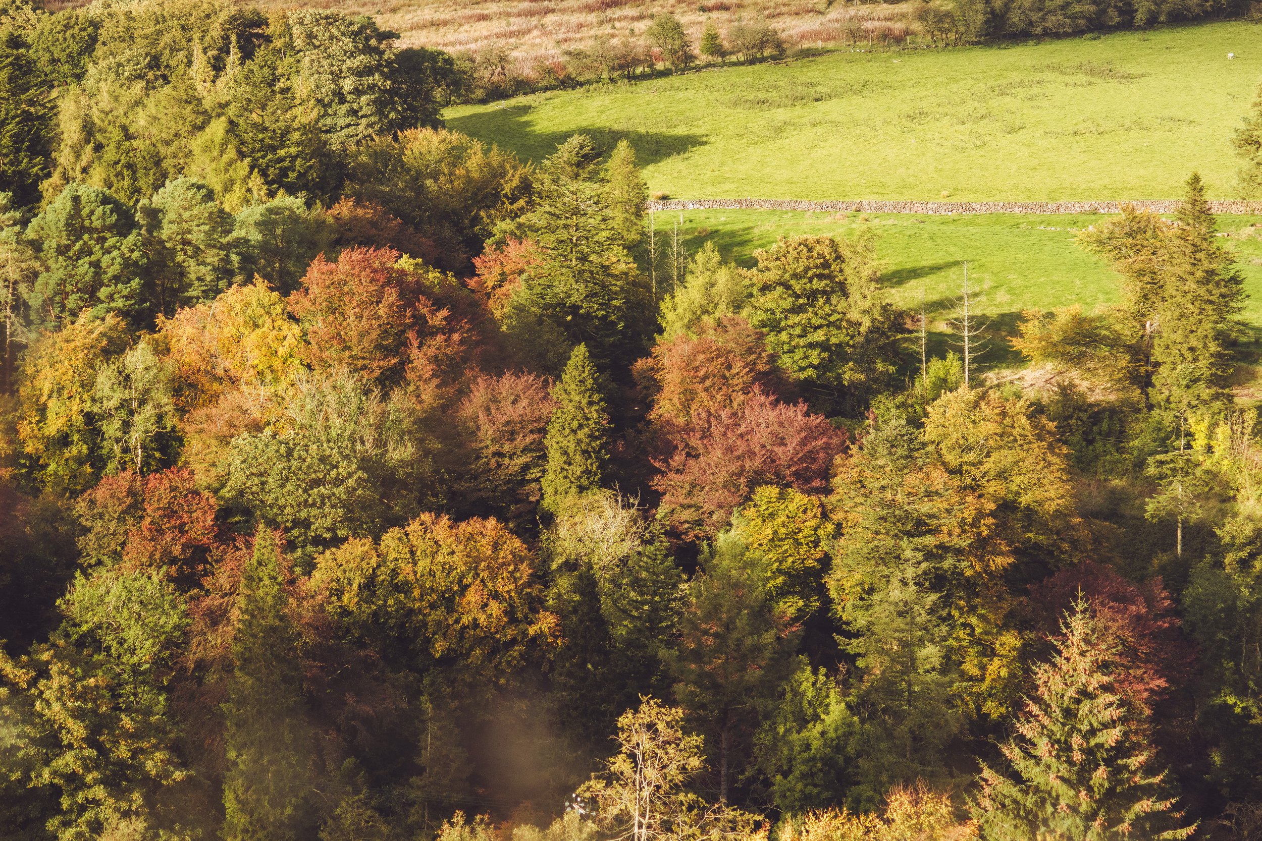 Golden Autumn Trees
