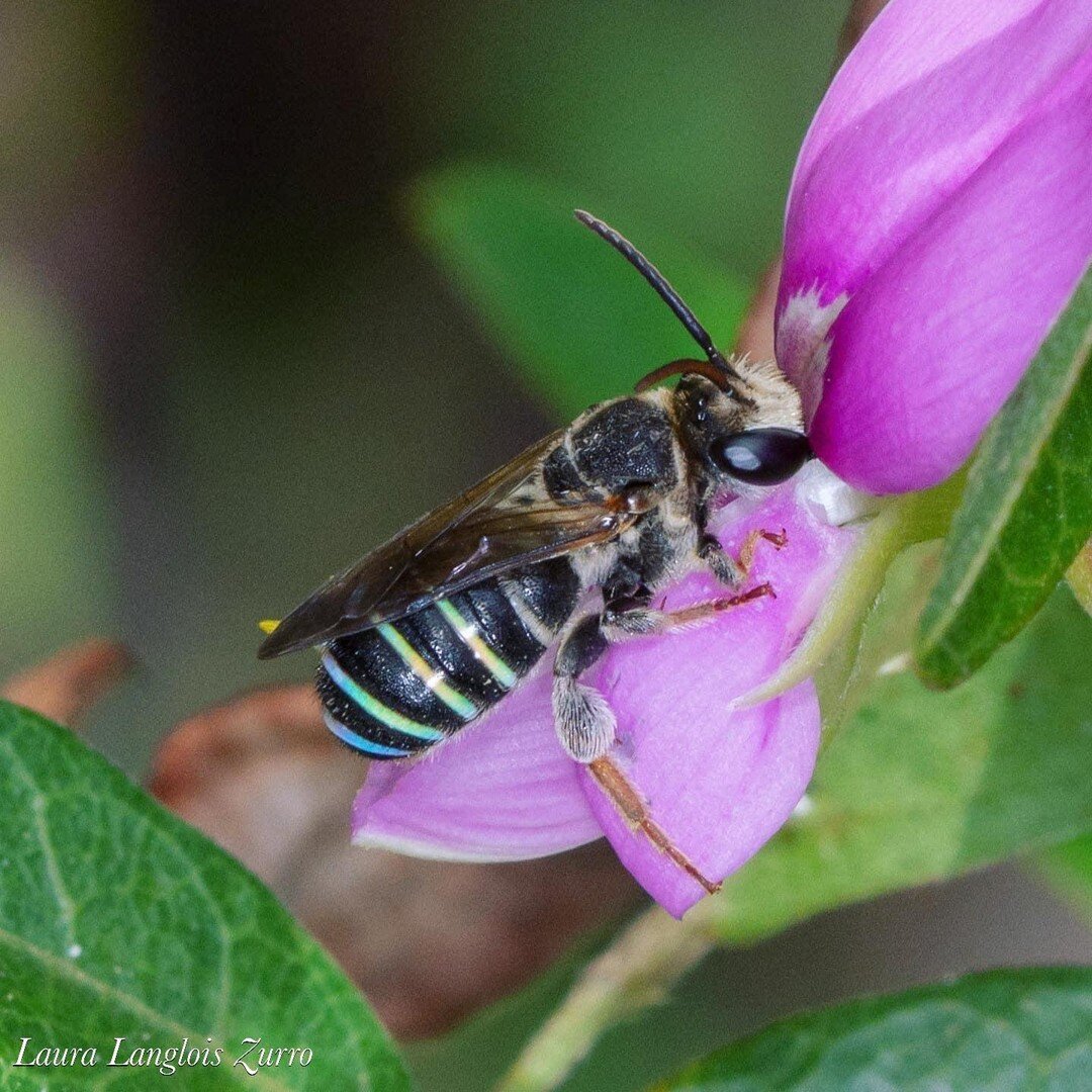 Beautiful nomia bee species

Nomia is a genus of sweat bees in the family Halictidae. Many species have opalescent bands on the metasoma aka abdomen.
Nomia species are ground nesters. Most species nest solitarily, but some species also nest communall