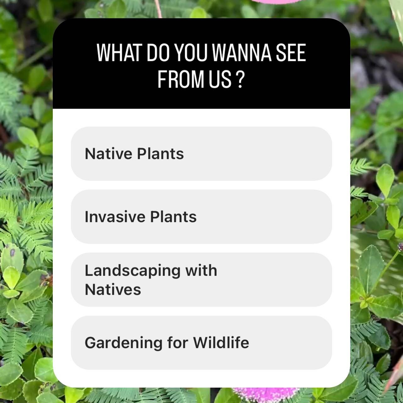 Hey friends - would love your help! Let us know in the comments below what you would like to see more of? 
#seminolecounty #volusiacounty #floridanativelandscaping #floridanativeplantsociety #cupletfernchapter #sanfordlandscaping #lakemaryhomes #sanf