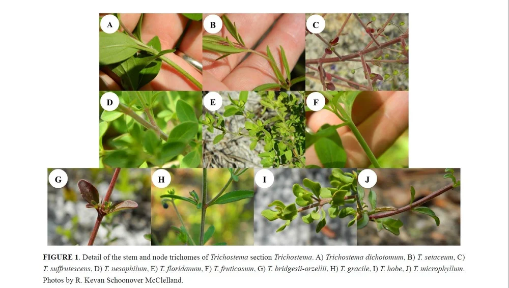 McClelland eta l 2023 - Figure 1.jpeg