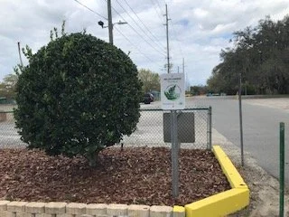 Cuplet Fern at Candyland Park