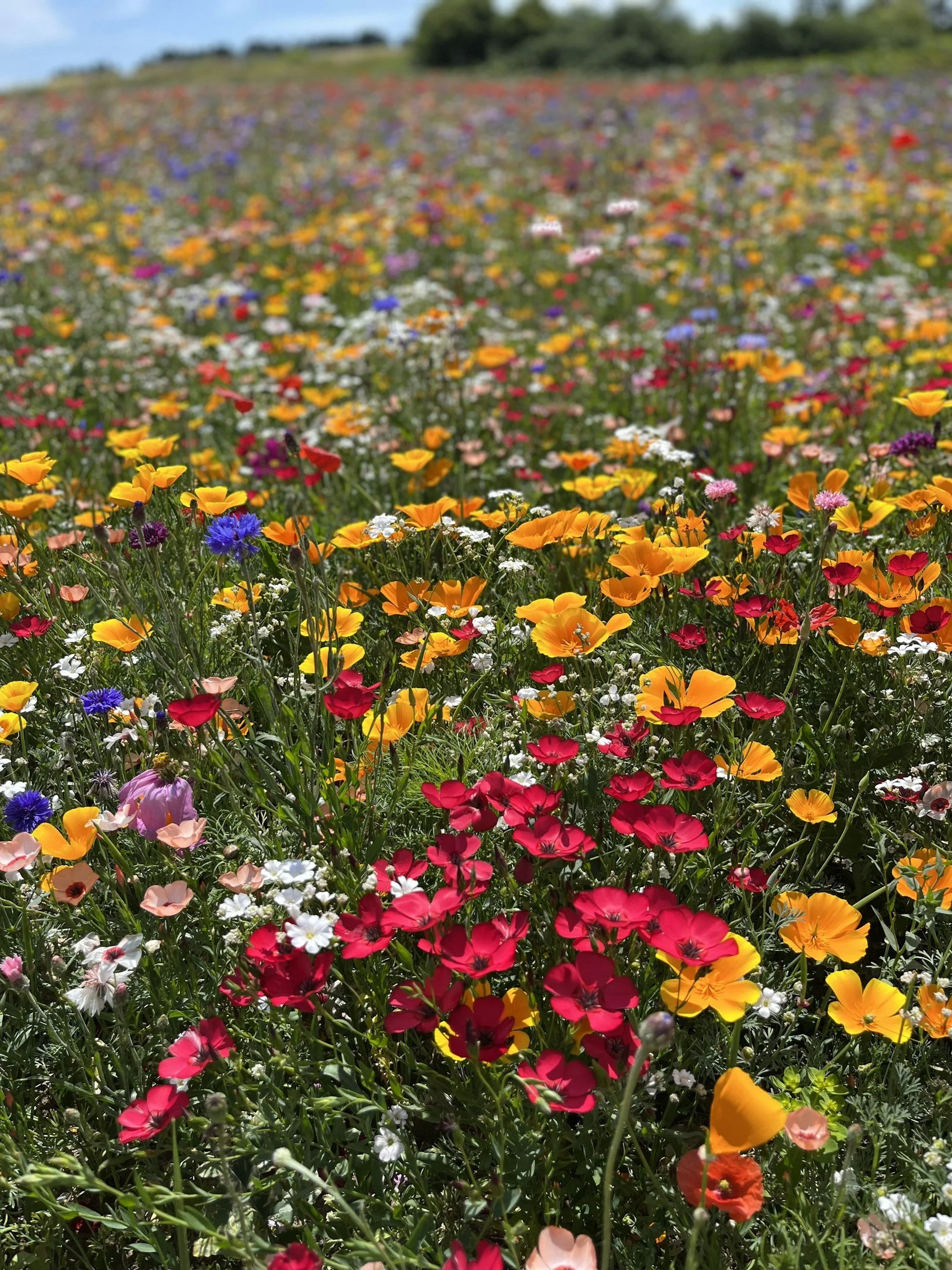Colorful wildflower field